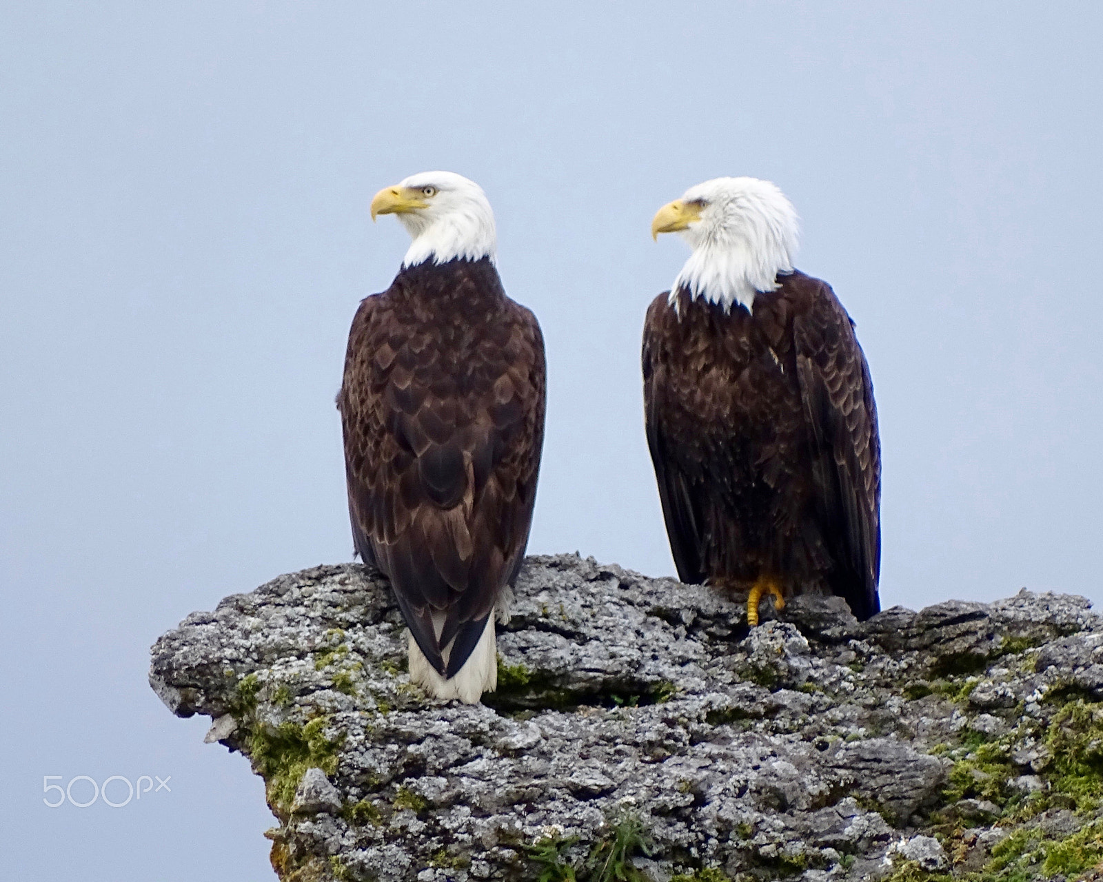 Sony Cyber-shot DSC-HX400V sample photo. Bald eagles perched on rock photography