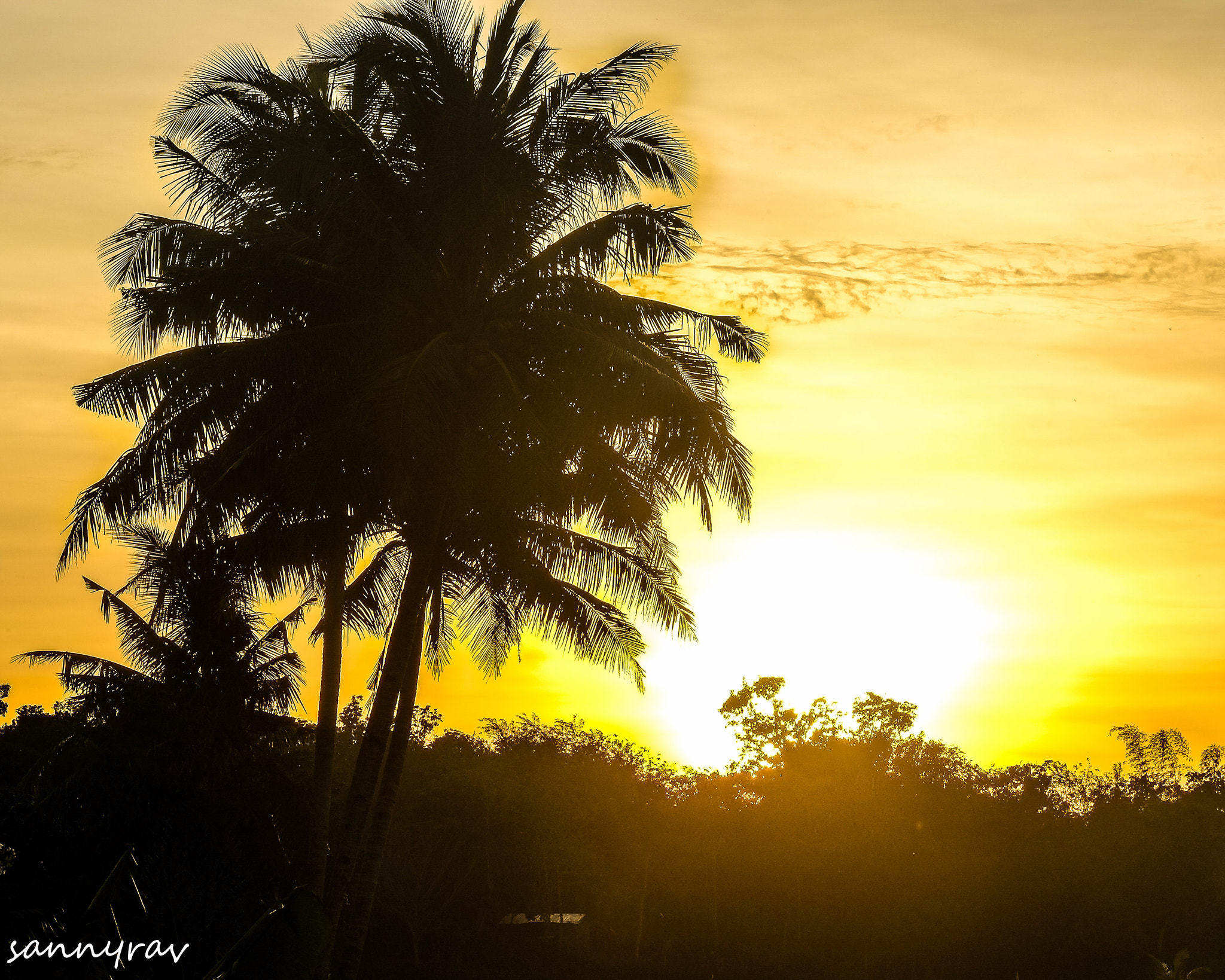 Fujifilm X-E1 + Fujifilm XF 60mm F2.4 R Macro sample photo. A golden sun photography