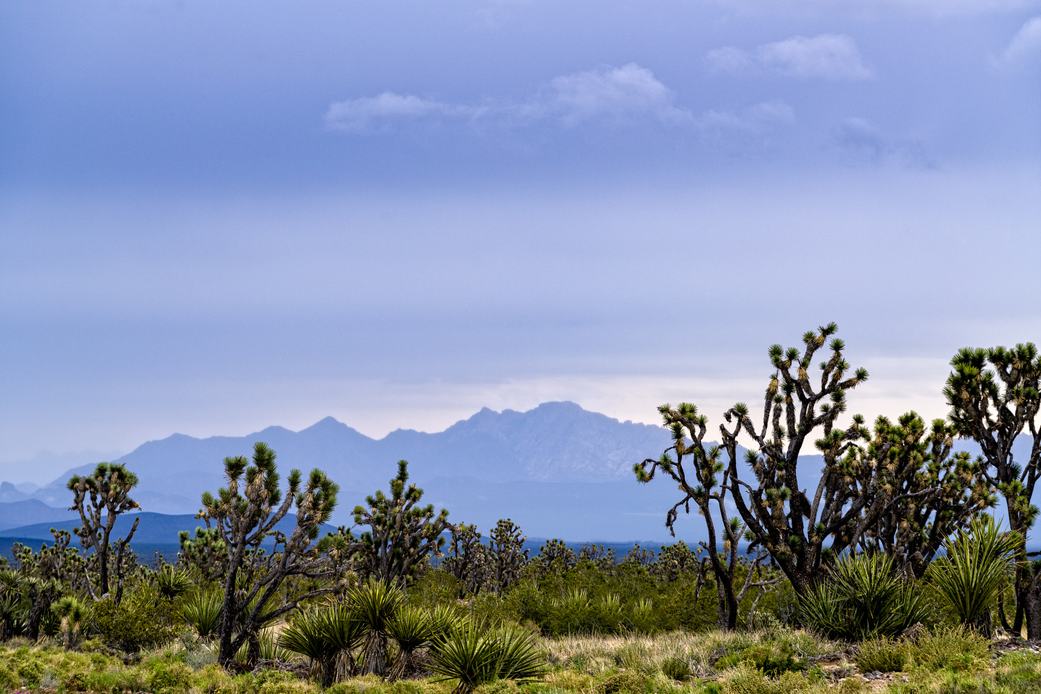 Sony a7R II + Sony FE 70-200mm F4 G OSS sample photo. Joshua tree forests photography