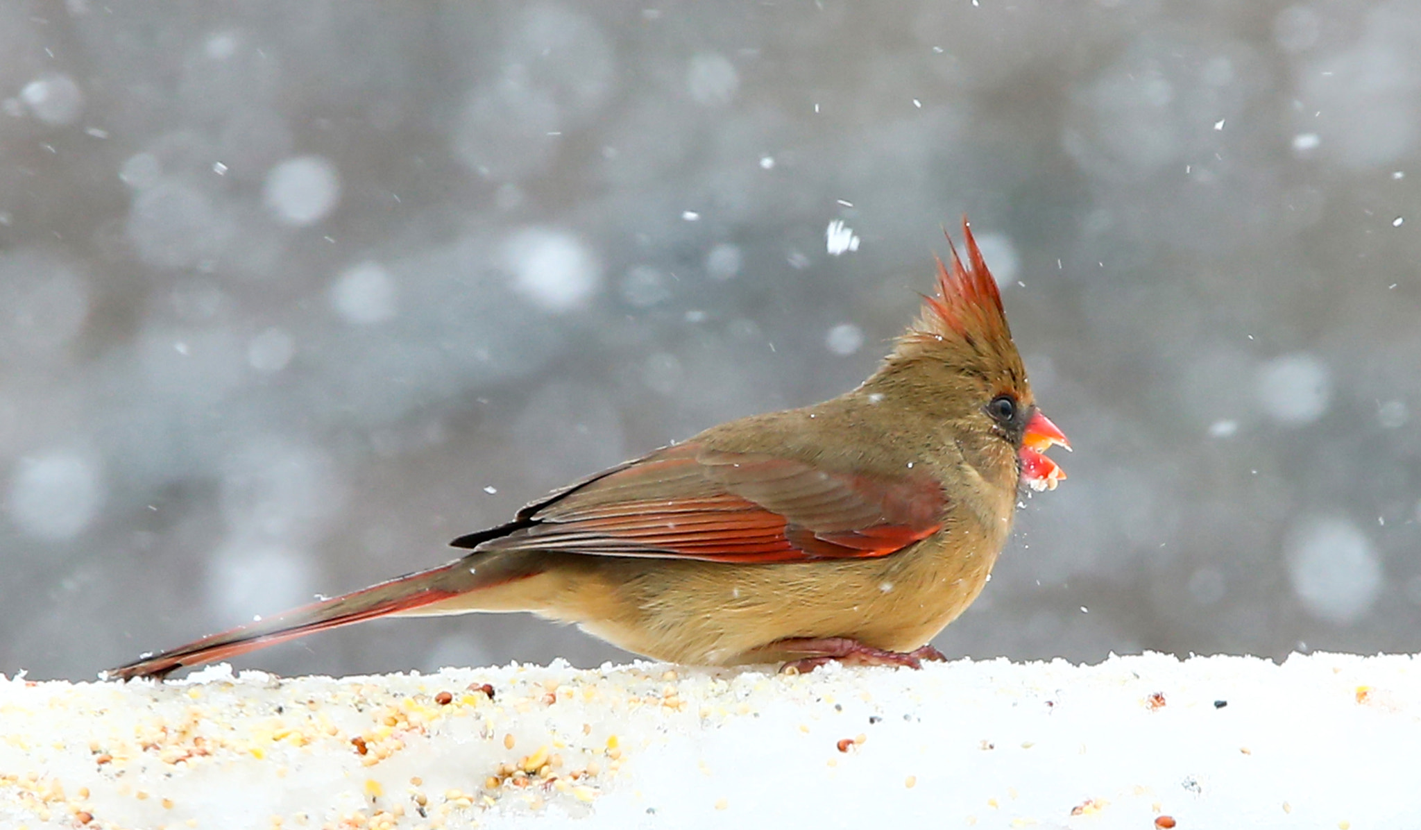 Canon EOS-1D X sample photo. Snow bird photography