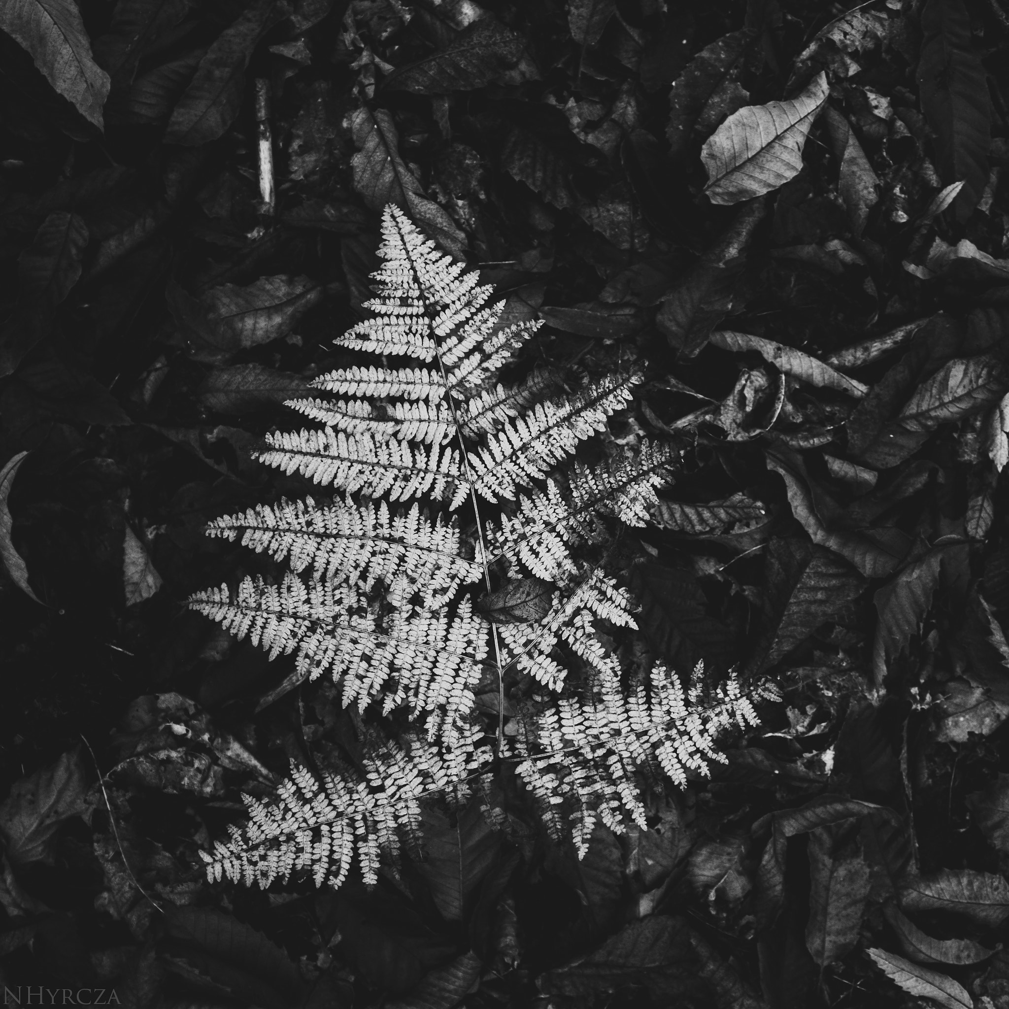 Canon EOS 40D sample photo. Fern photography