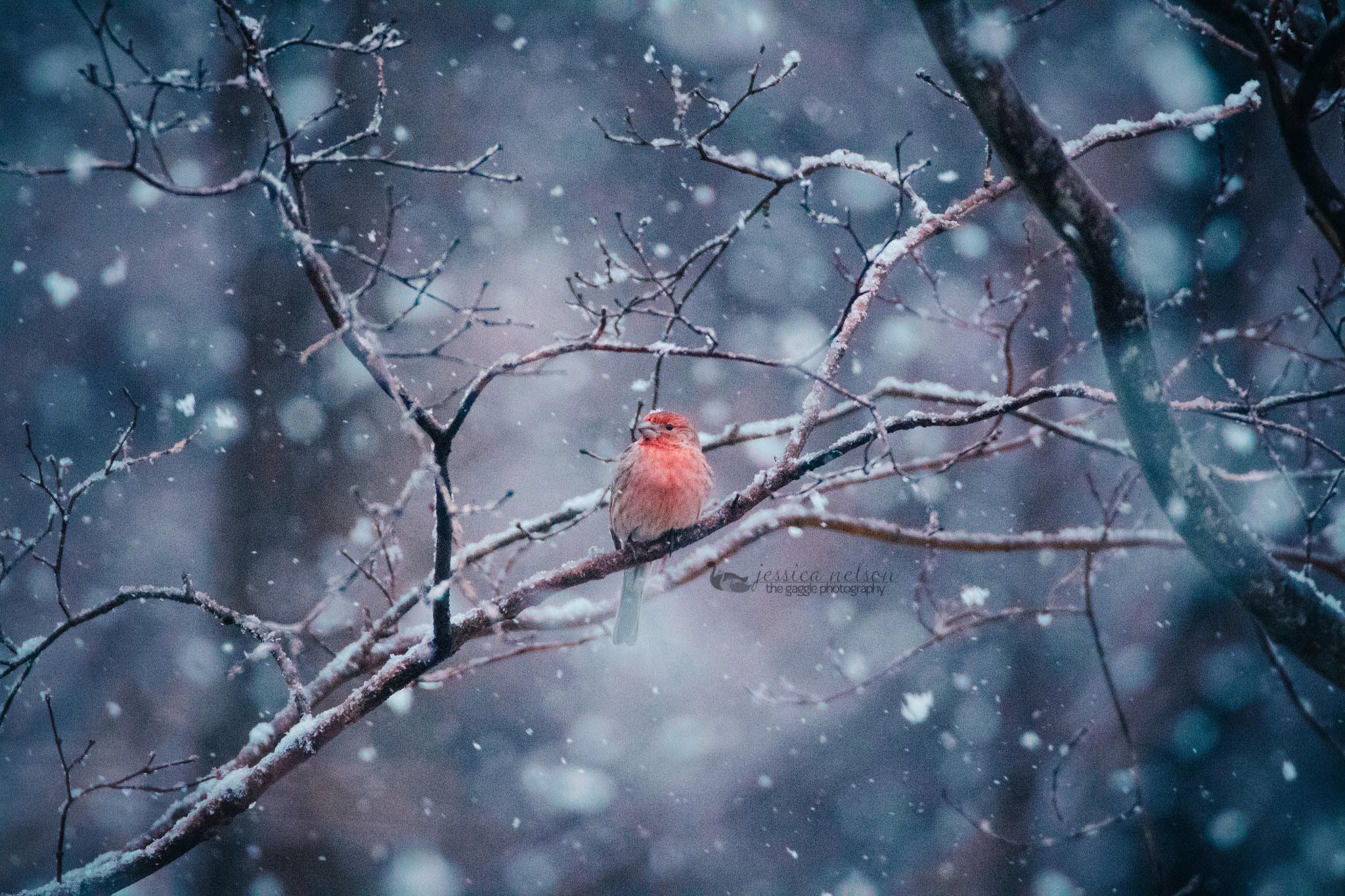Canon EOS 7D Mark II sample photo. Finch in snow photography