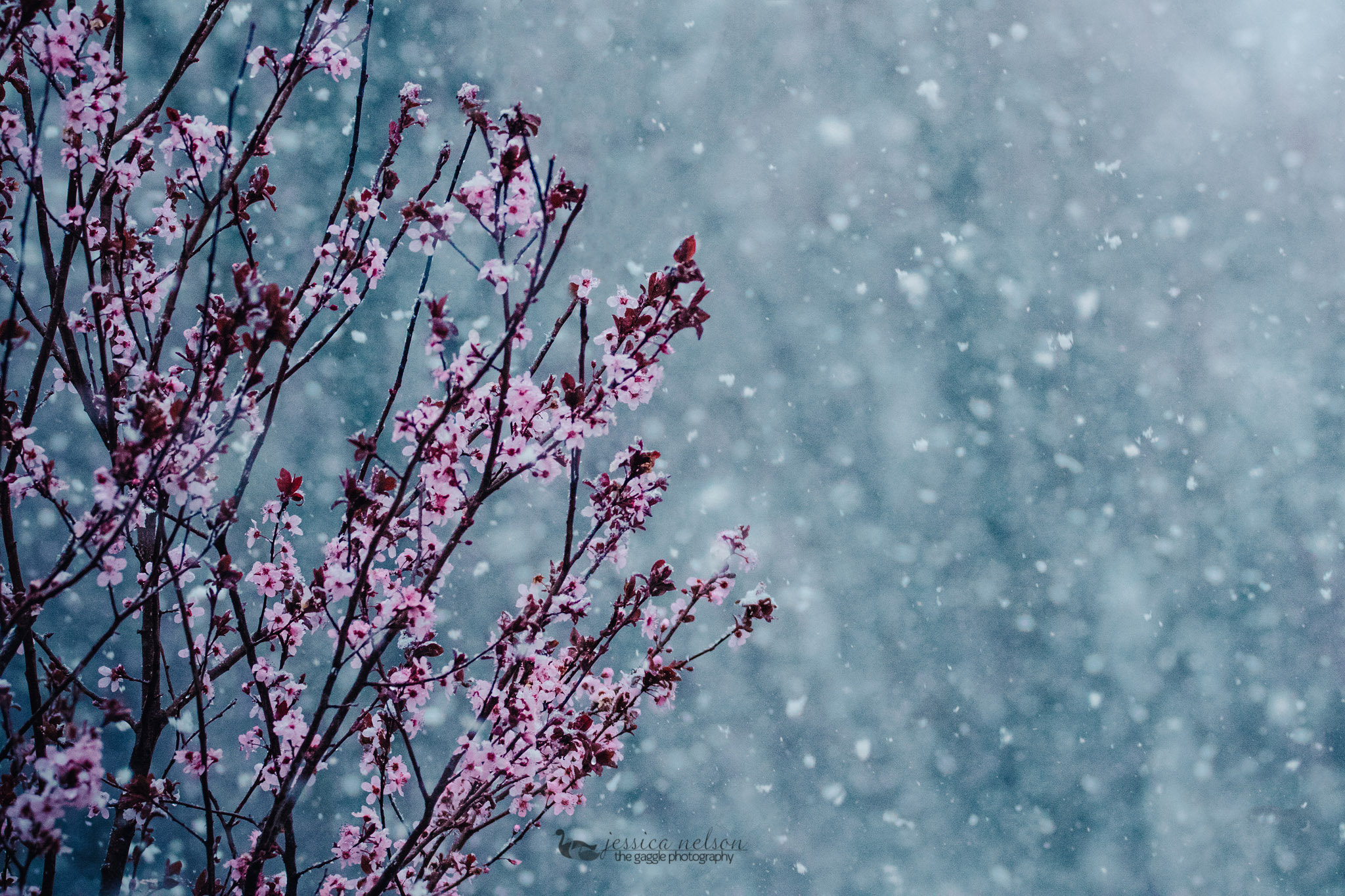 150-600mm F5-6.3 DG OS HSM | Contemporary 015 sample photo. Plum tree in snow photography