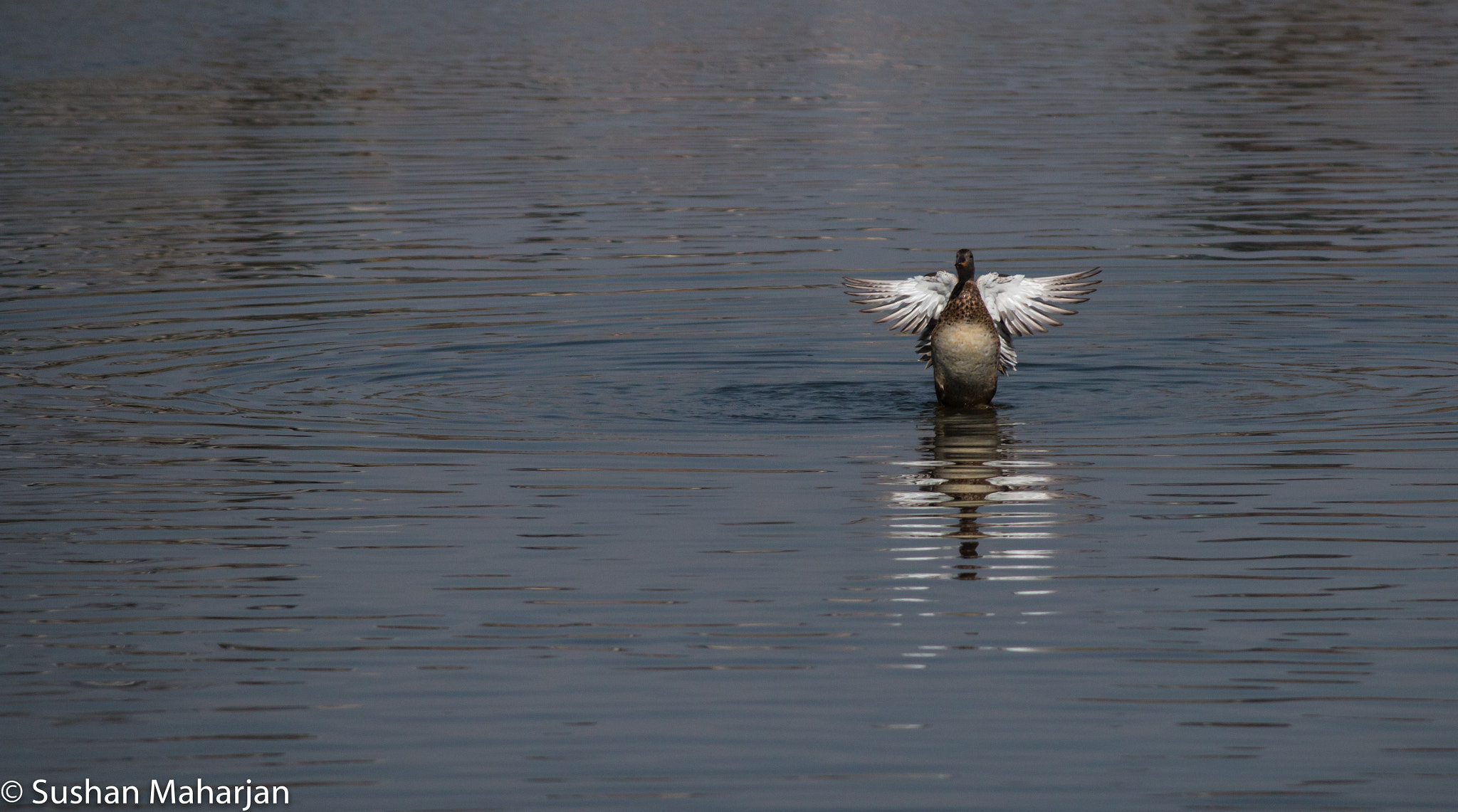 Canon EF-S 55-250mm F4-5.6 IS II sample photo