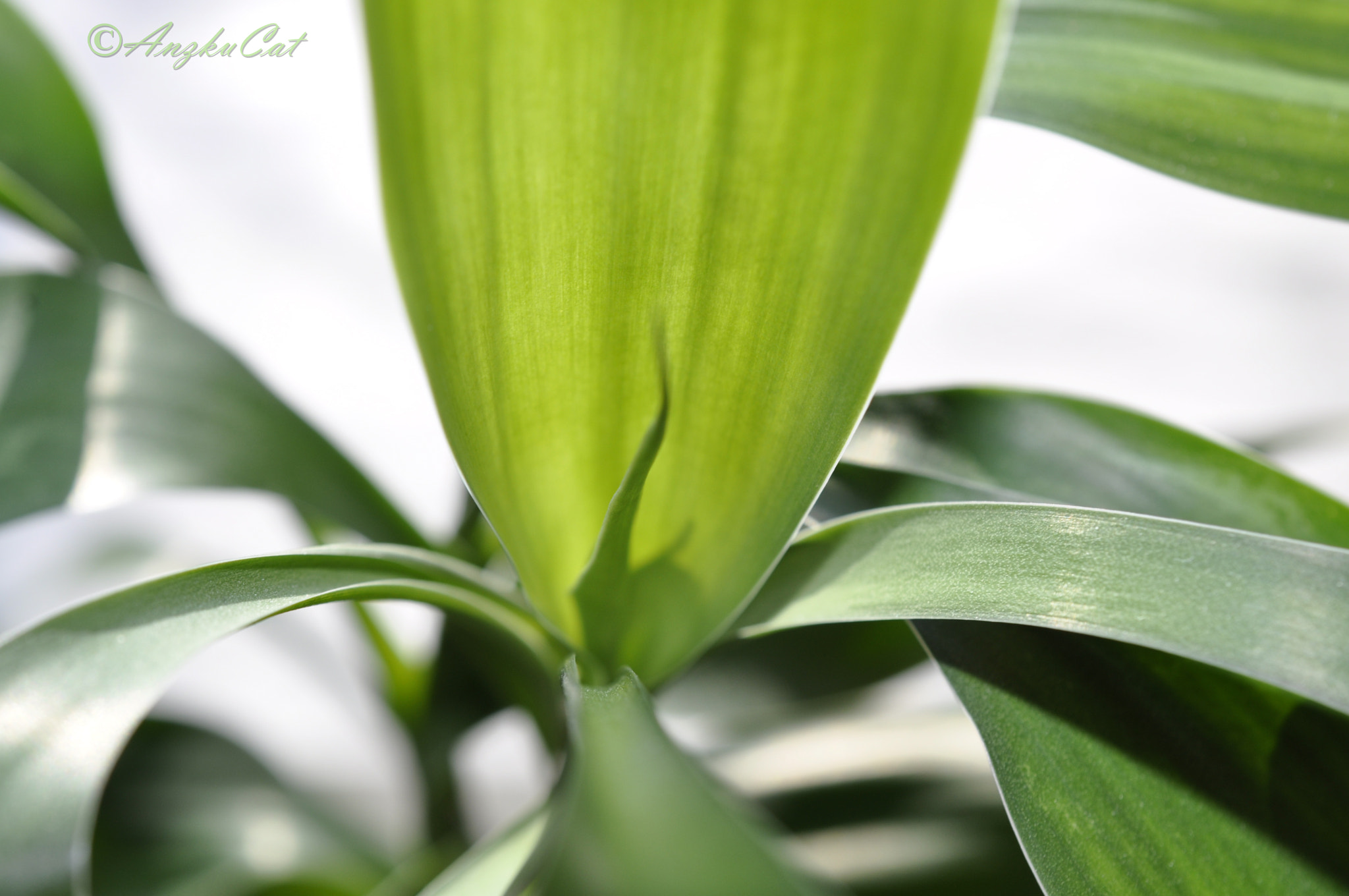 Nikon AF-S DX Micro Nikkor 40mm F2.8 sample photo. Green inside plant photography