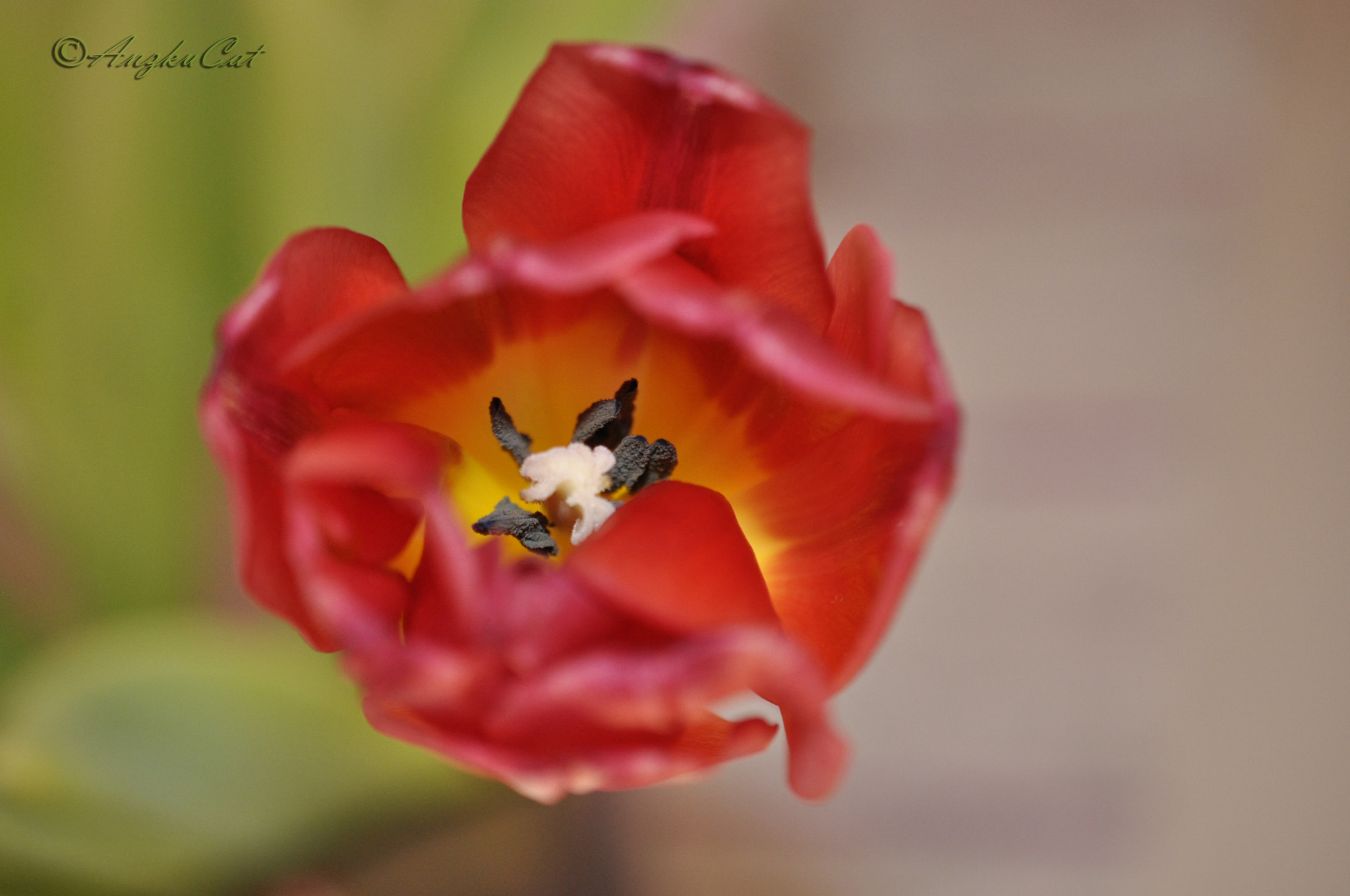 Nikon AF-S DX Micro Nikkor 40mm F2.8 sample photo. Red macro flower photography