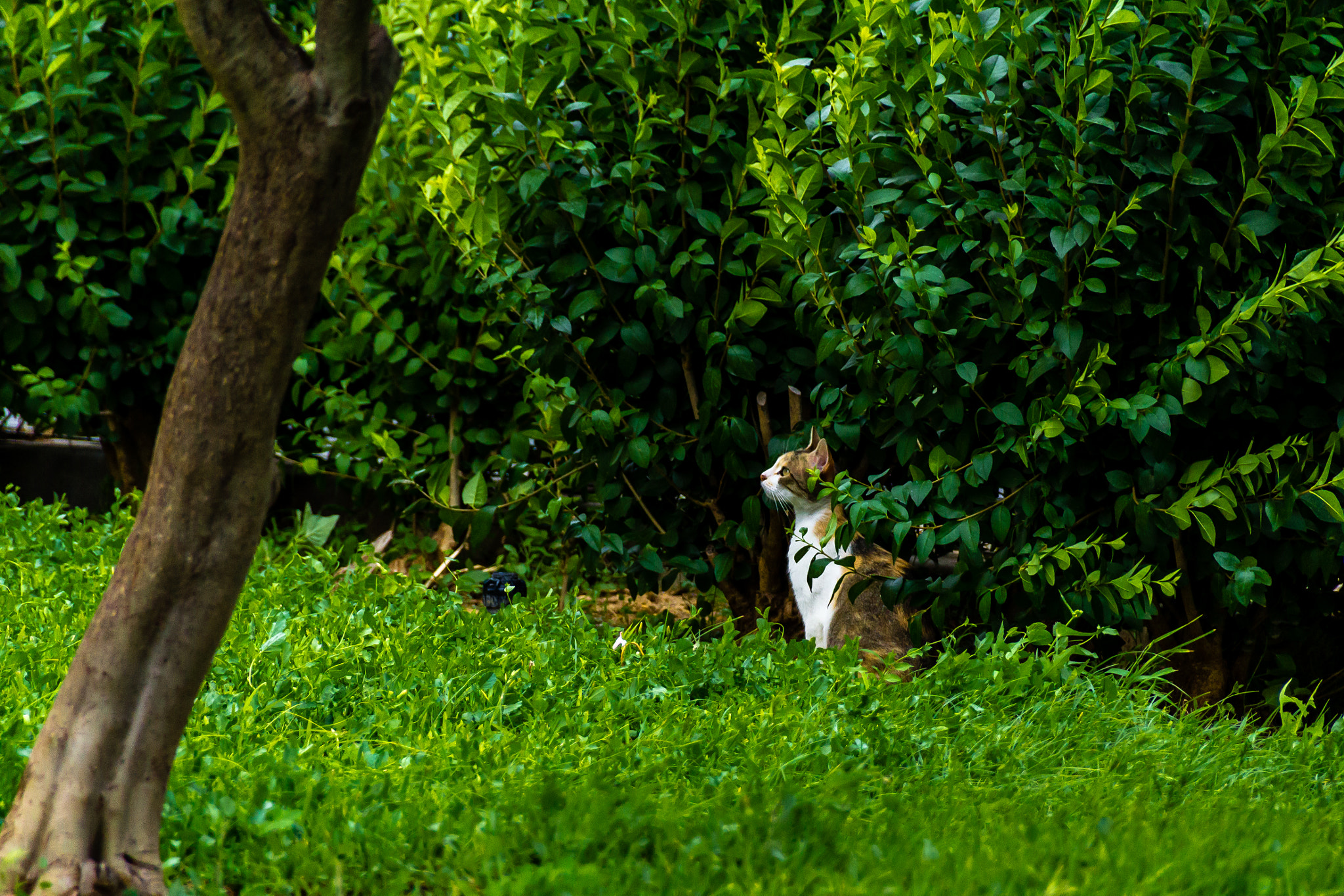Sigma 18-250mm F3.5-6.3 DC OS HSM sample photo. Contemplating kitten photography