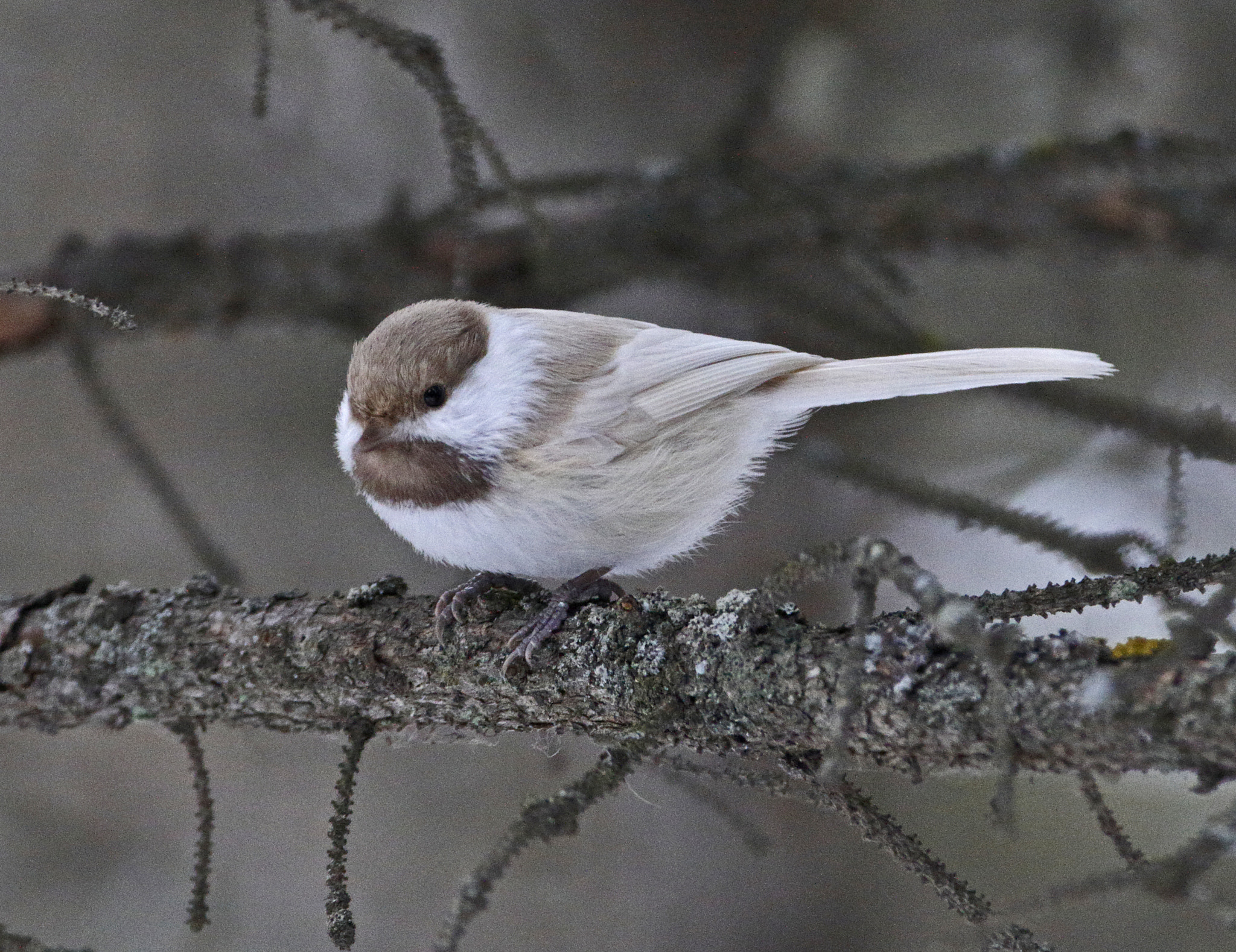 Canon EOS 7D Mark II sample photo. Boreal chickadee with dilute plumage photography