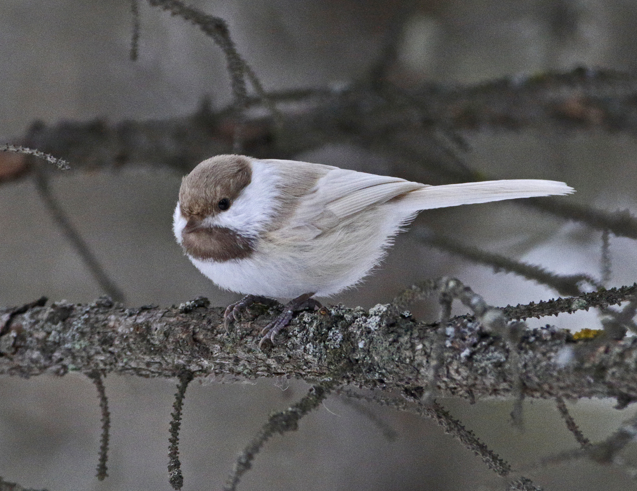 Canon EF 70-200mm F2.8L IS II USM sample photo. Boreal chickadee with dilute plumage photography