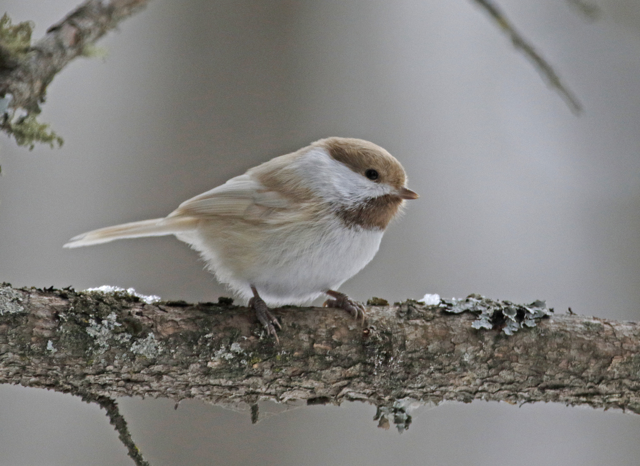 Canon EF 70-200mm F2.8L IS II USM sample photo. Boreal chickadee with dilute plumage photography