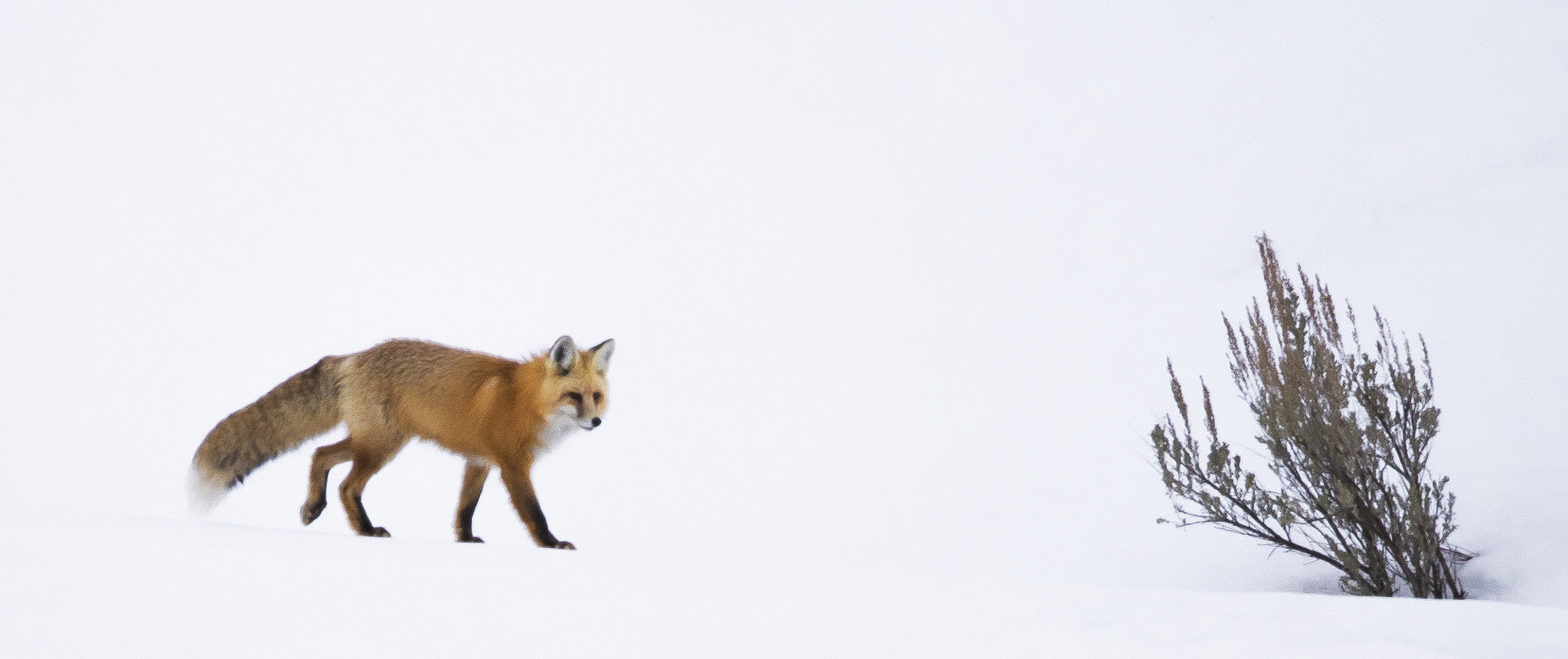 Canon EF 600mm F4L IS II USM sample photo. Red fox photography