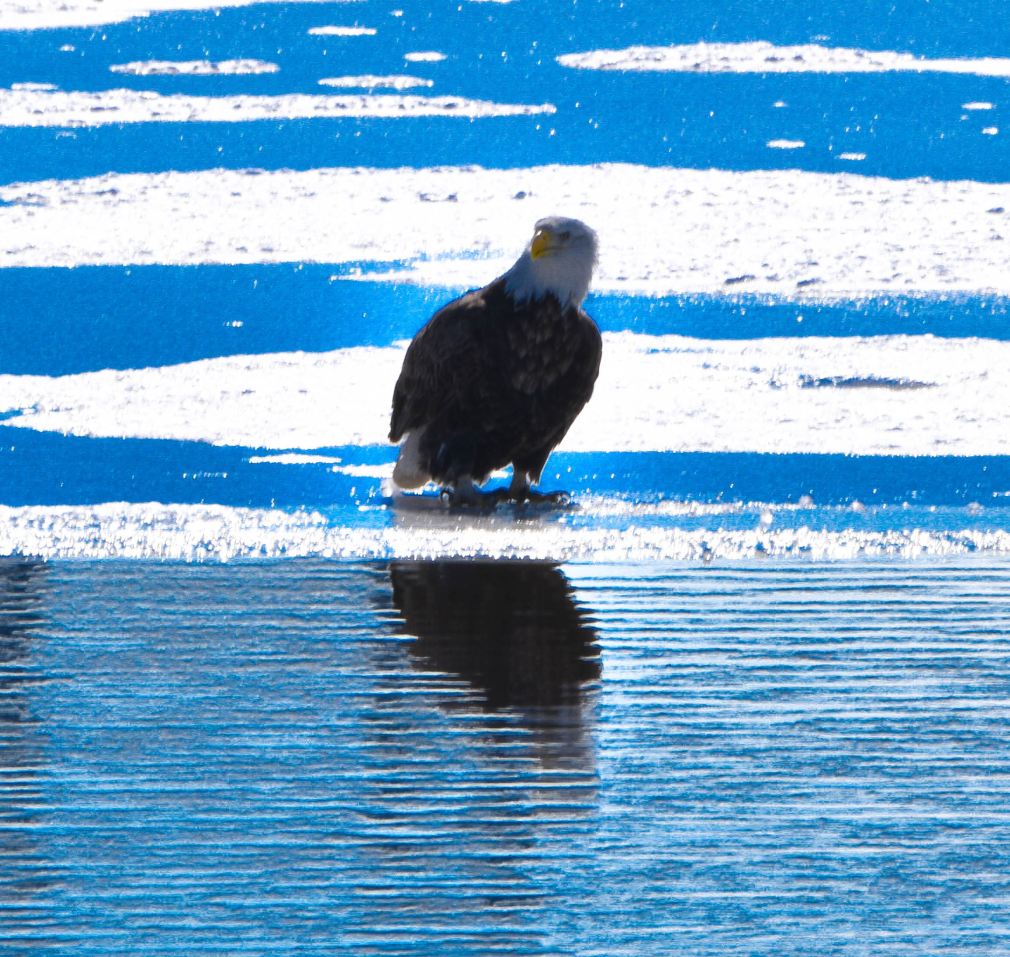 Nikon D5500 sample photo. Black river eagle (of ) photography
