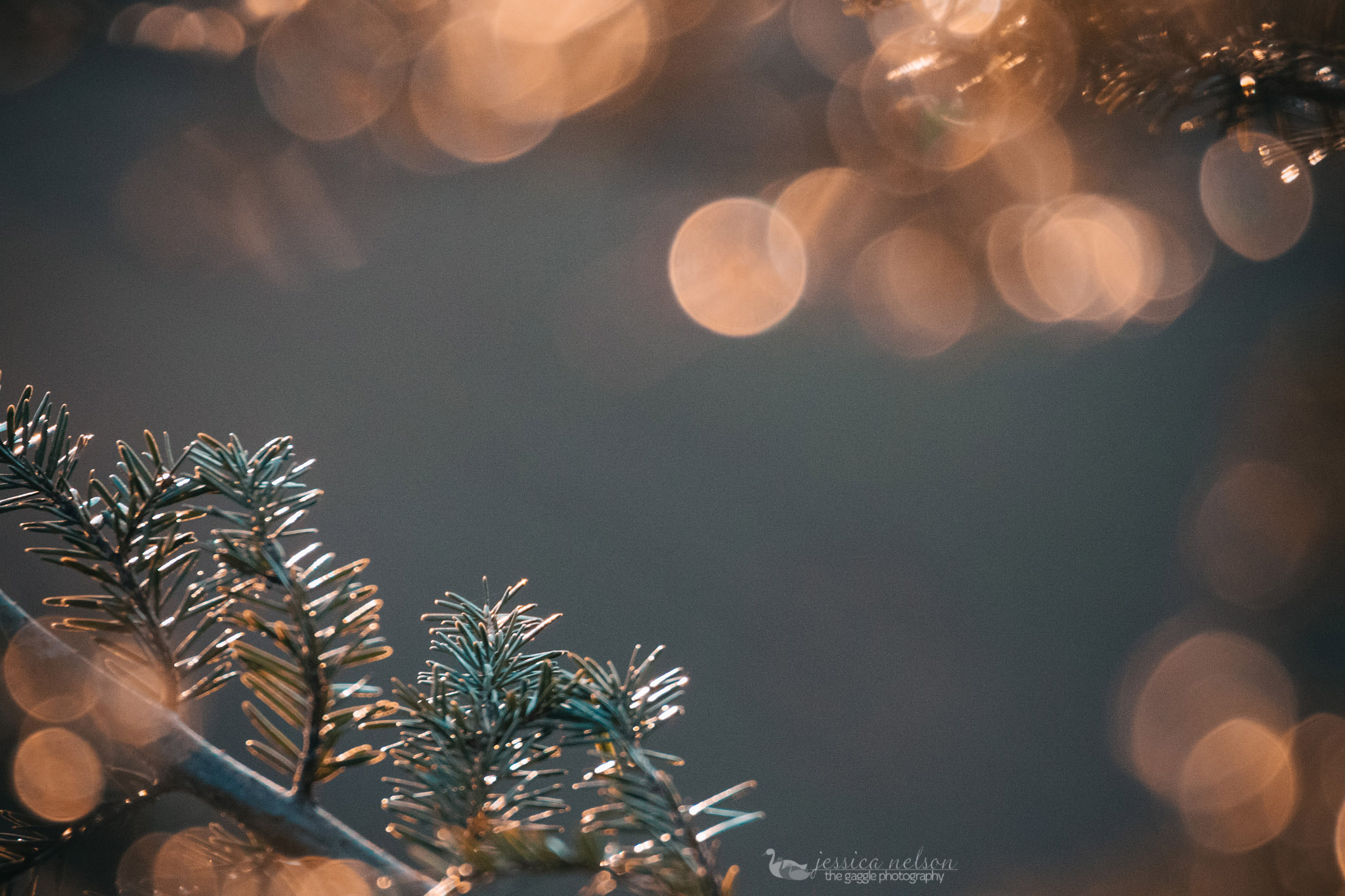 150-600mm F5-6.3 DG OS HSM | Contemporary 015 sample photo. Pine tree bokeh photography