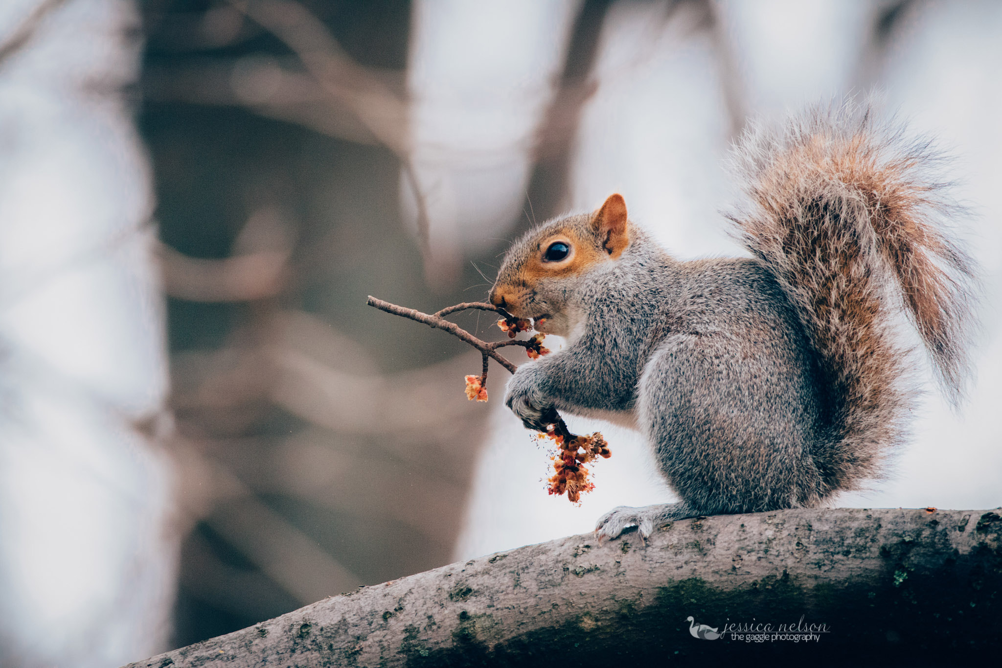150-600mm F5-6.3 DG OS HSM | Contemporary 015 sample photo. Eastern grey squirre photography
