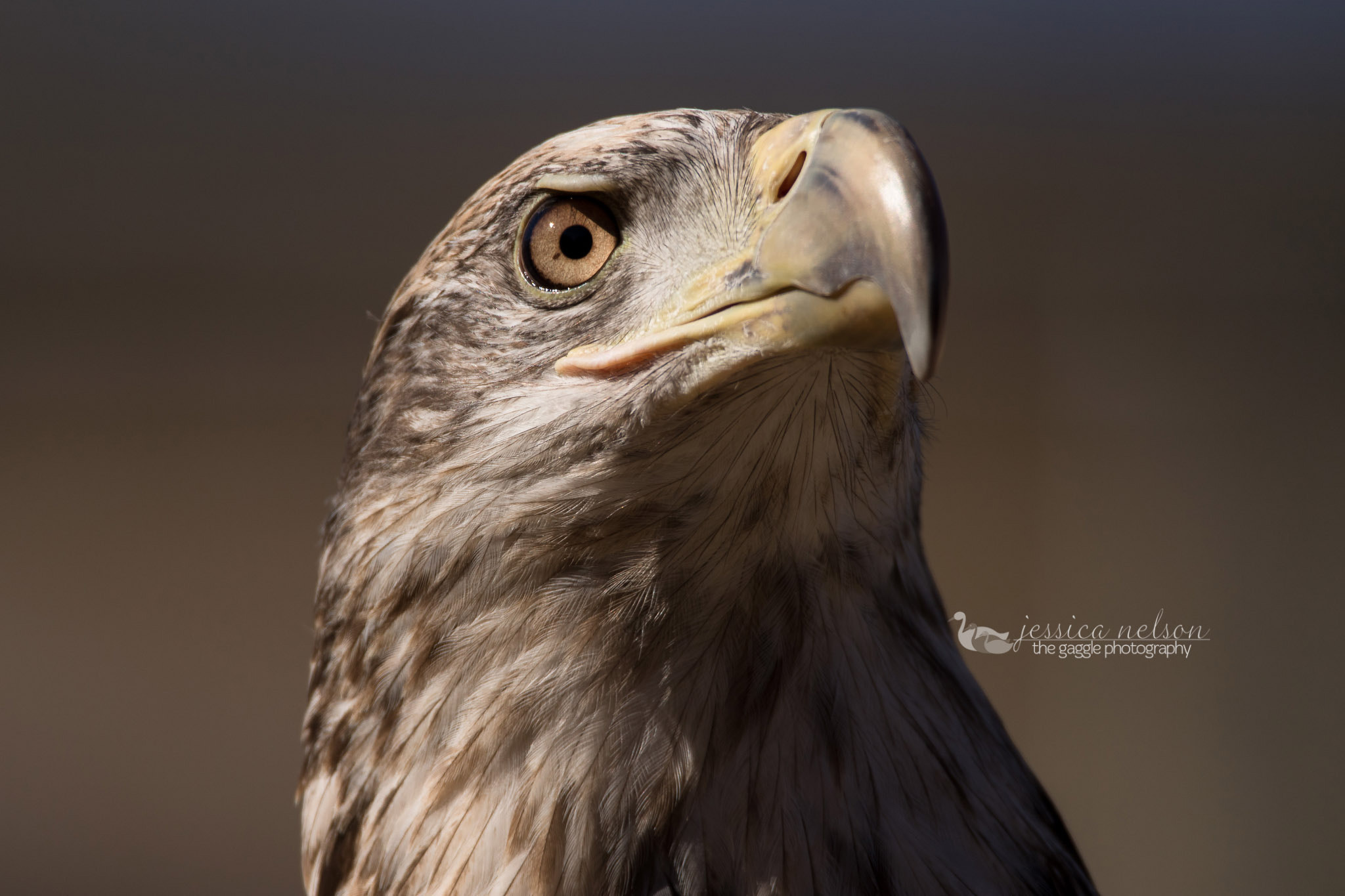 Canon EOS 7D Mark II sample photo. Bald eagle in color photography