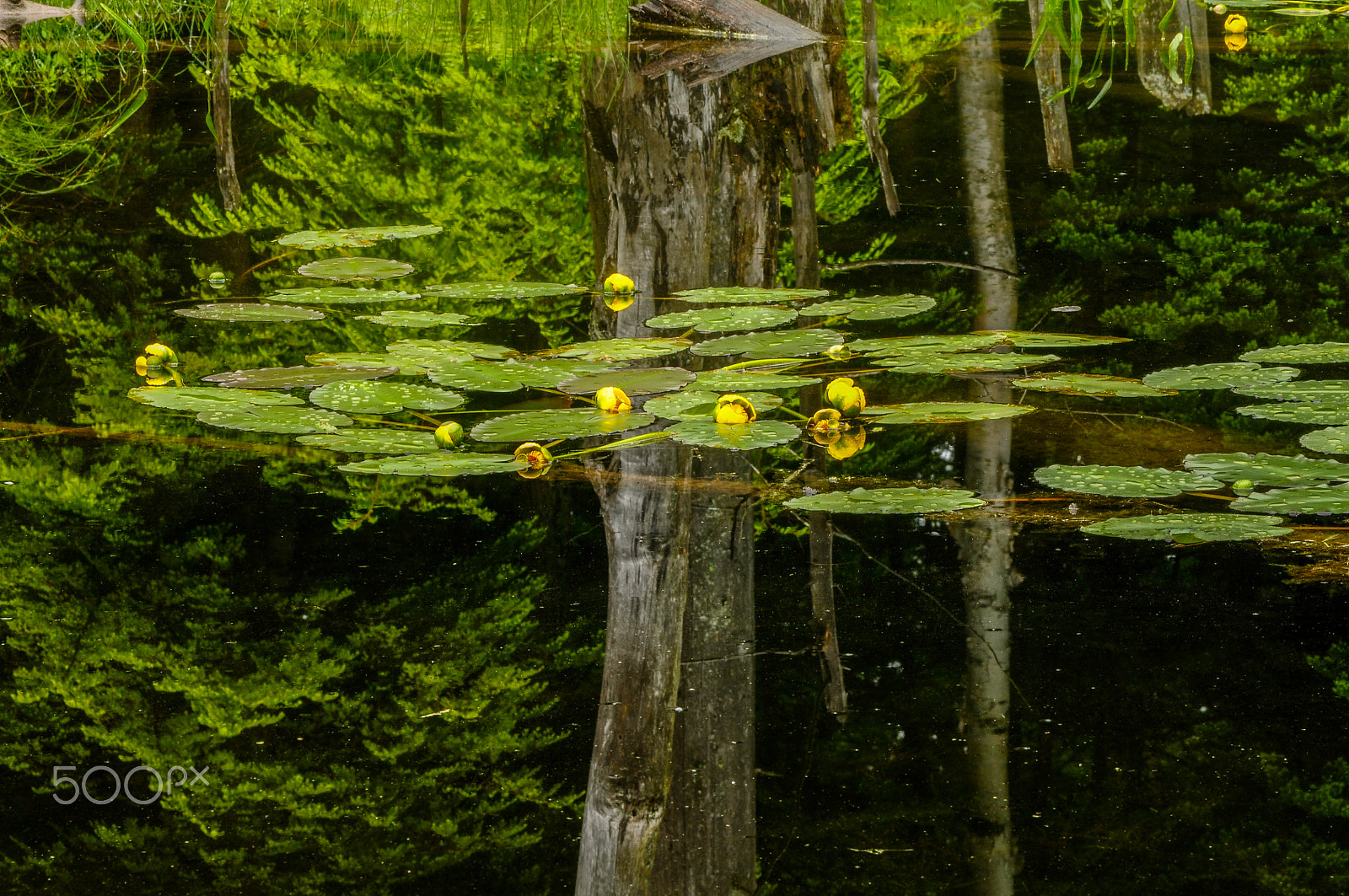 Nikon D90 + AF Zoom-Nikkor 75-300mm f/4.5-5.6 sample photo. Lilypads photography