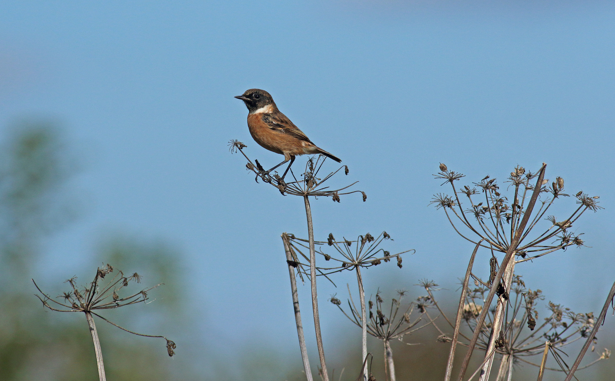 Canon EOS 7D Mark II + Canon EF 400mm F5.6L USM sample photo. Stonechat perch photography