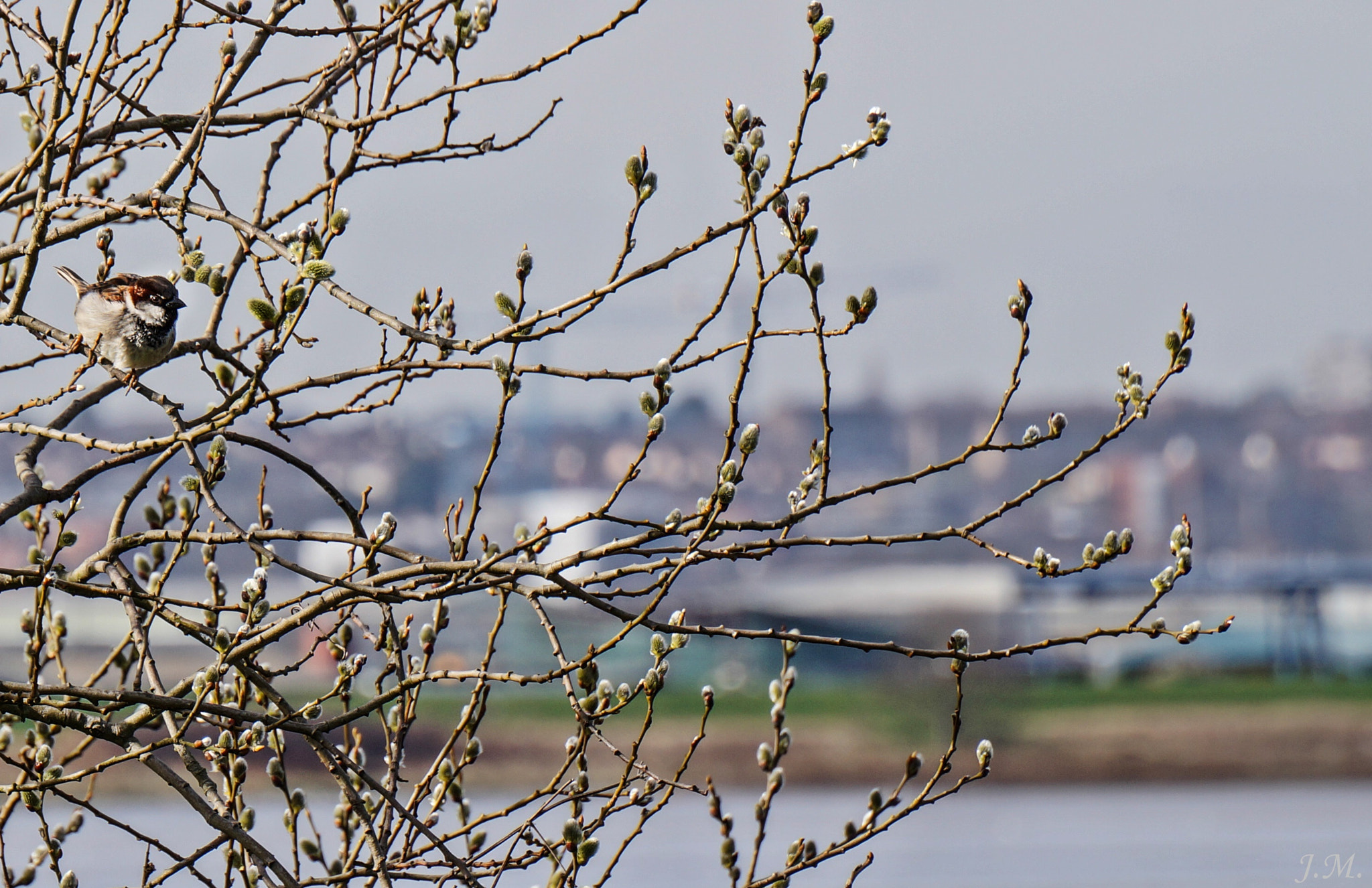 Sony Alpha a3000 sample photo. Bazie z wrobelkiem photography