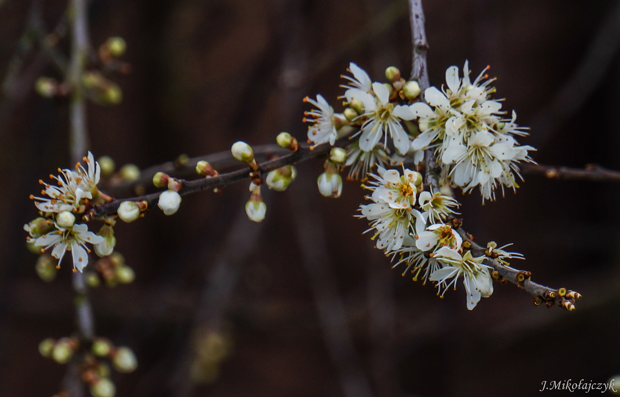 Sony Alpha a3000 sample photo. Kwiaty photography