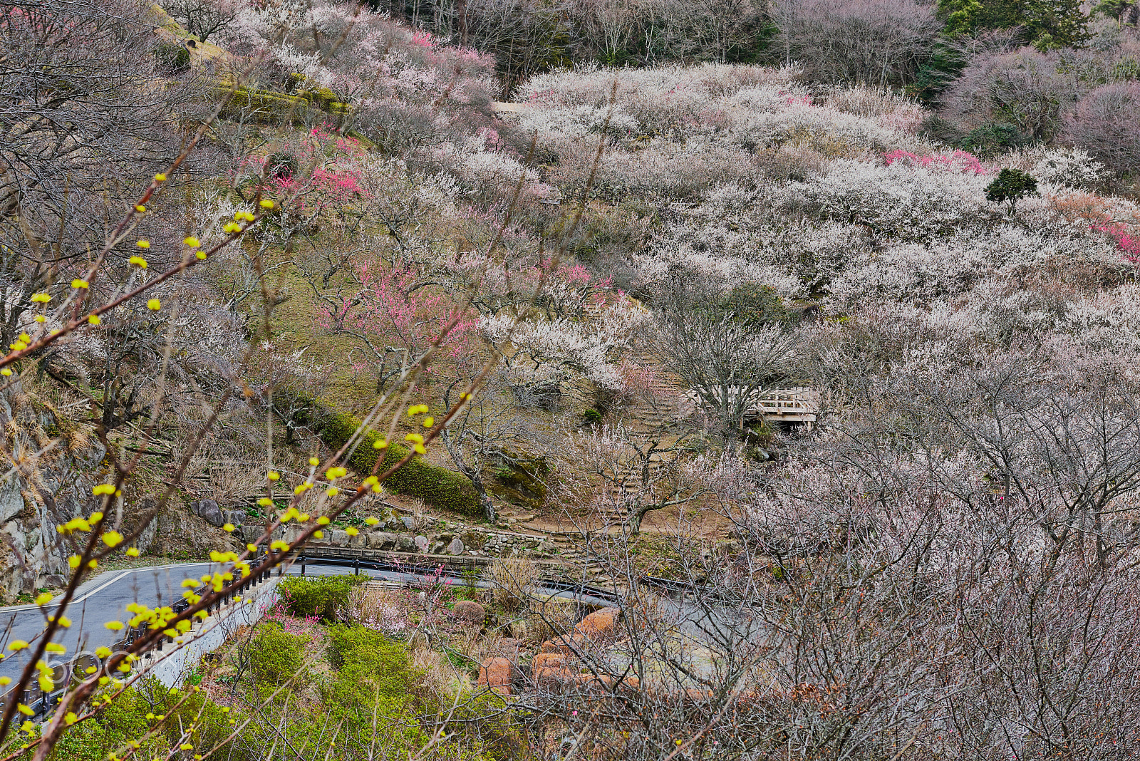 Nikon AF-S Nikkor 24-70mm F2.8G ED sample photo. Best time to see plum flowers photography