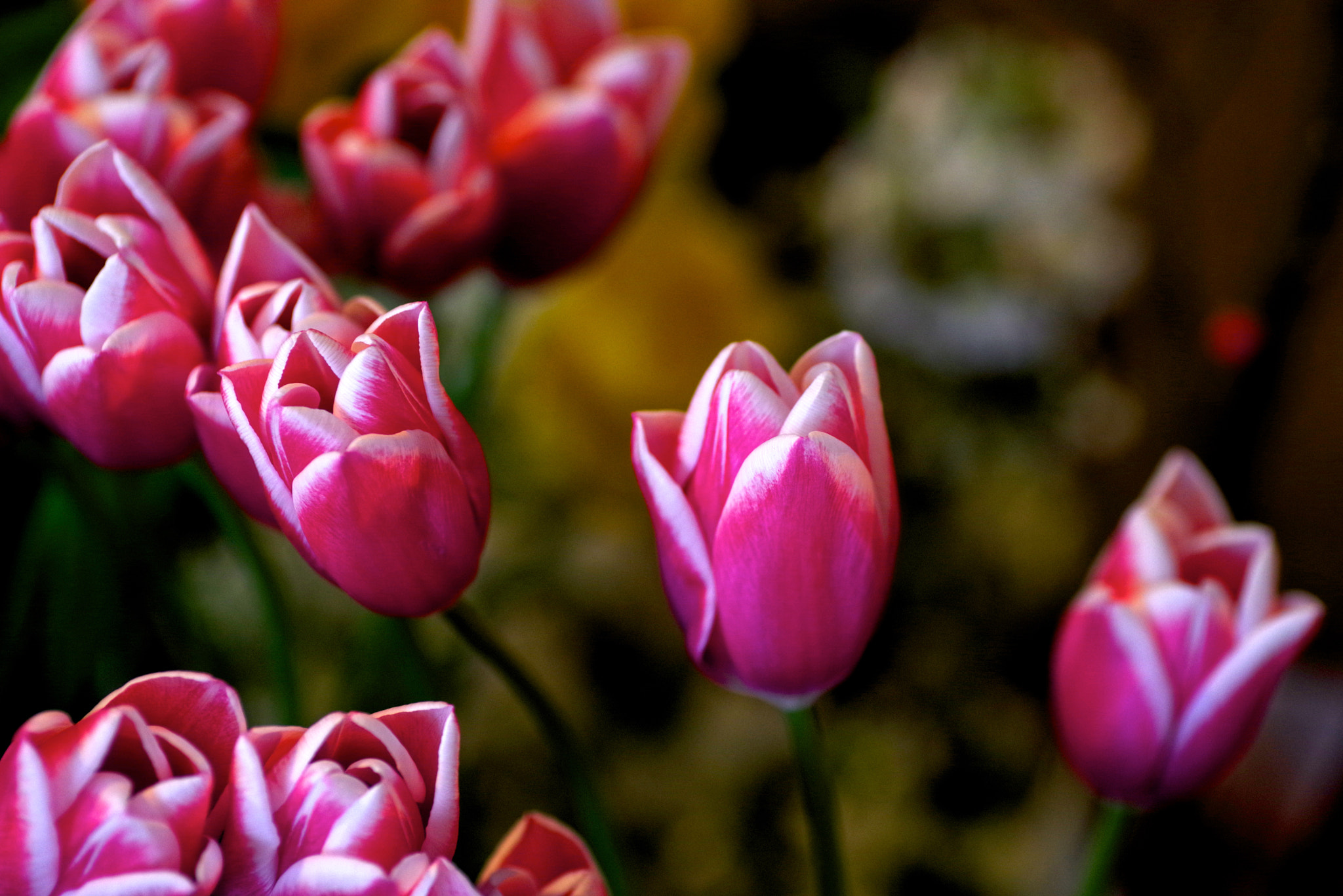 Pentax K-1 sample photo. Tulip photography