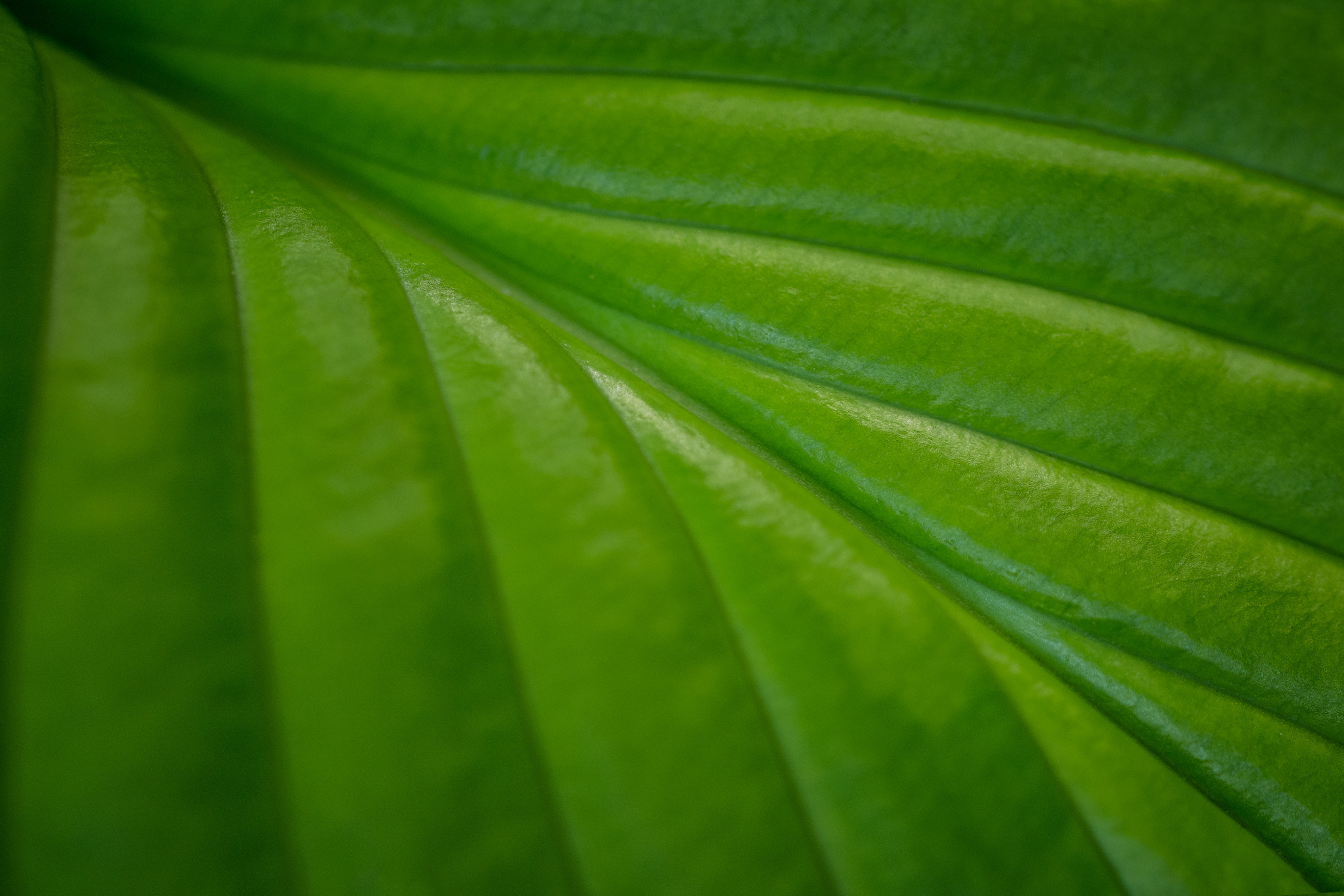 Sigma 105mm F2.8 EX DG OS HSM sample photo. Going green photography