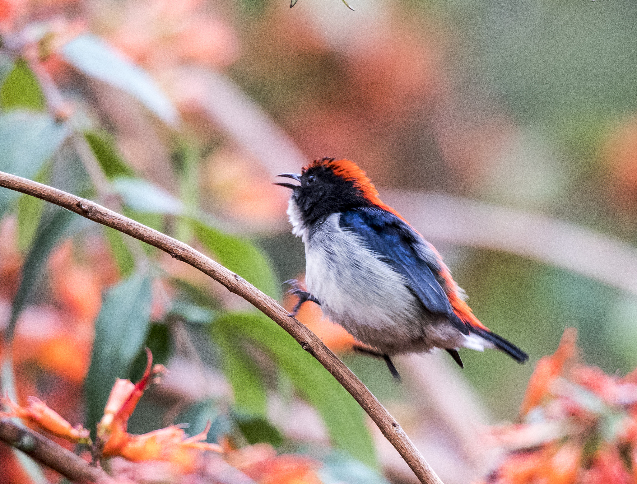 Canon EOS-1D X Mark II + Canon EF 100-400mm F4.5-5.6L IS II USM sample photo. Scarlet-backed flowerpecker photography