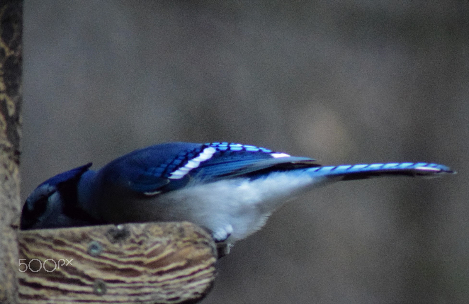 Nikon D3300 + Tamron AF 70-300mm F4-5.6 Di LD Macro sample photo. Bluejay face in feed photography