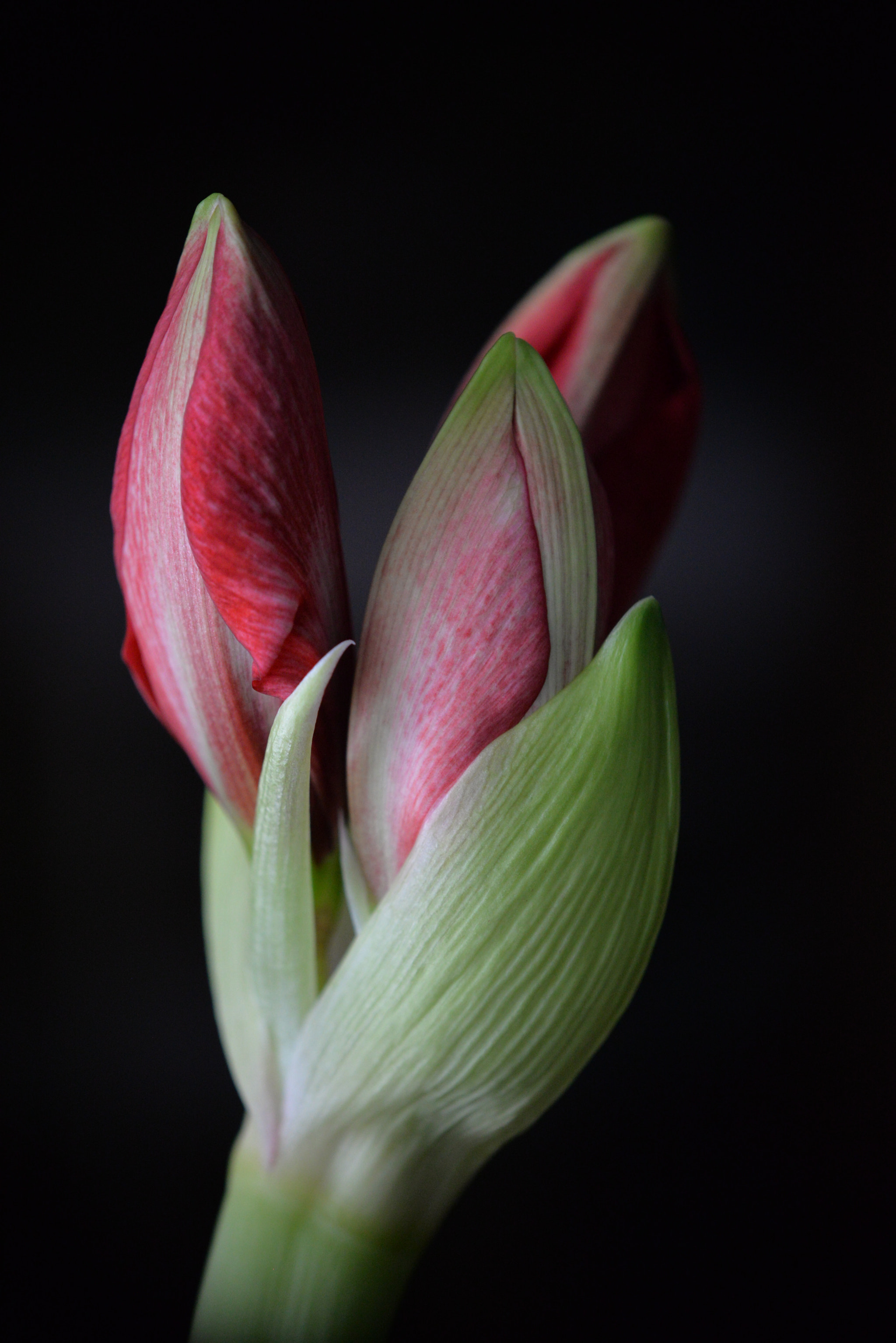 Nikon AF-S DX Micro-Nikkor 85mm F3.5G ED VR sample photo