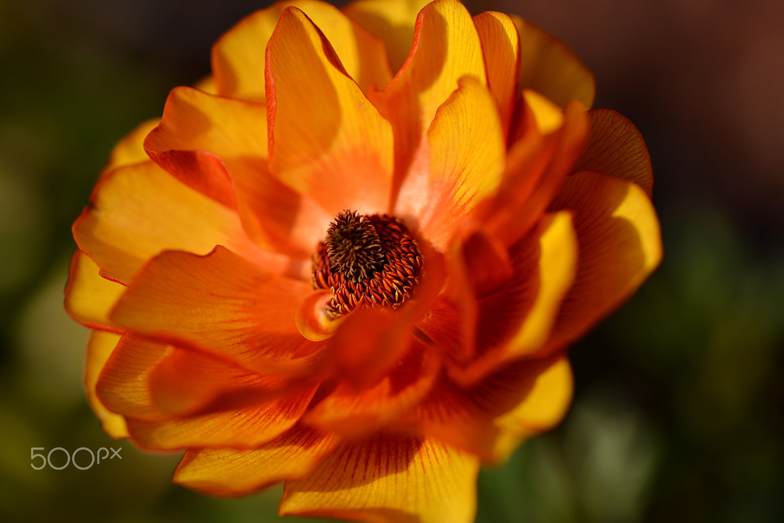 Nikon D600 sample photo. Flower festivals photography