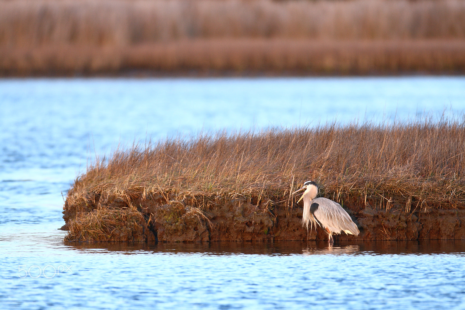 Canon EOS 400D (EOS Digital Rebel XTi / EOS Kiss Digital X) sample photo. Great blue heron hunting at sunrise (1) photography