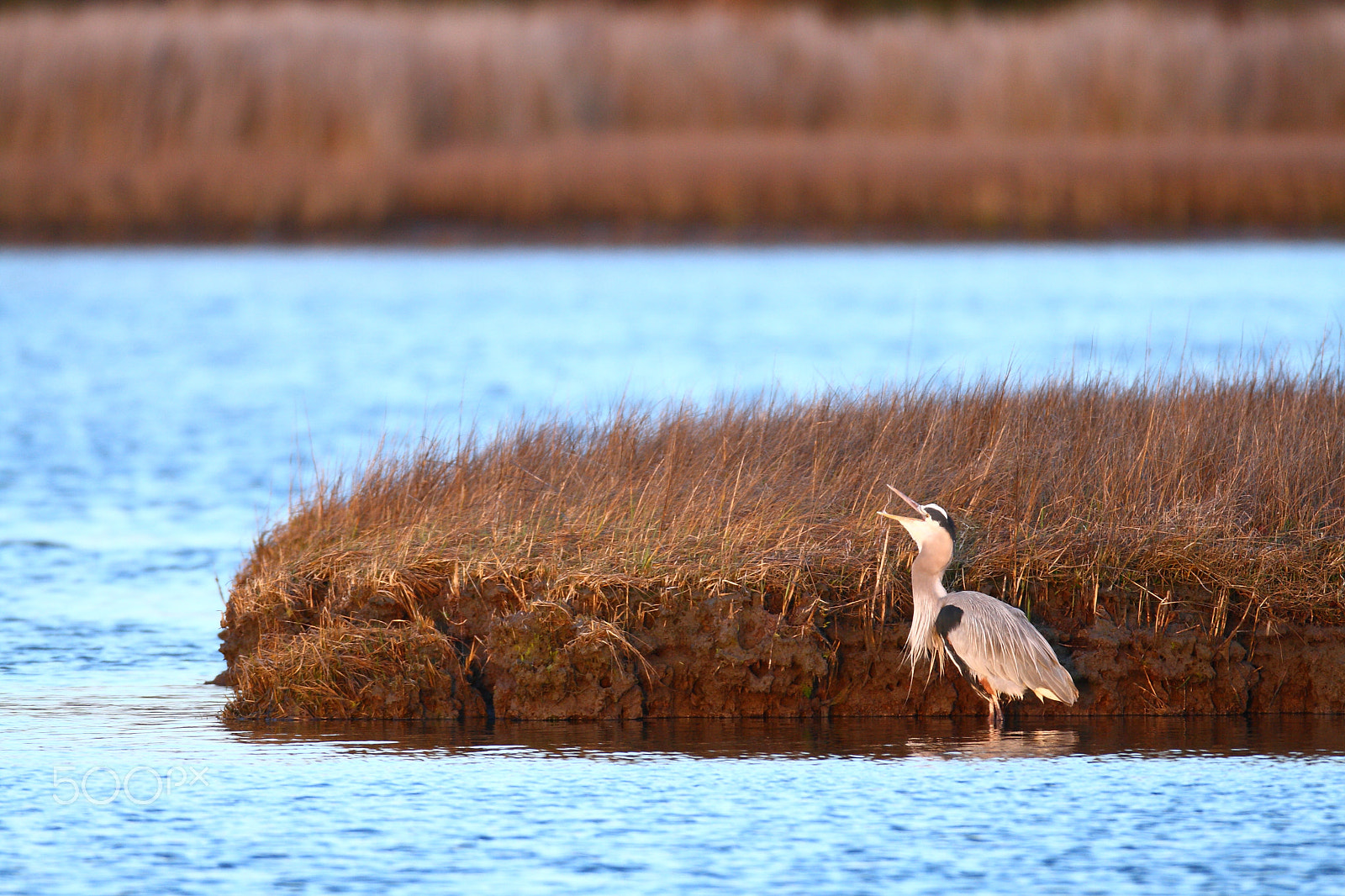 Canon EOS 400D (EOS Digital Rebel XTi / EOS Kiss Digital X) sample photo. Great blue heron swallowing at sunrise (2) photography