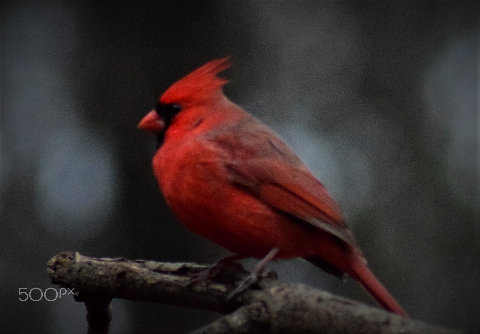 Tamron AF 70-300mm F4-5.6 Di LD Macro sample photo. Male cardinal on branch photography