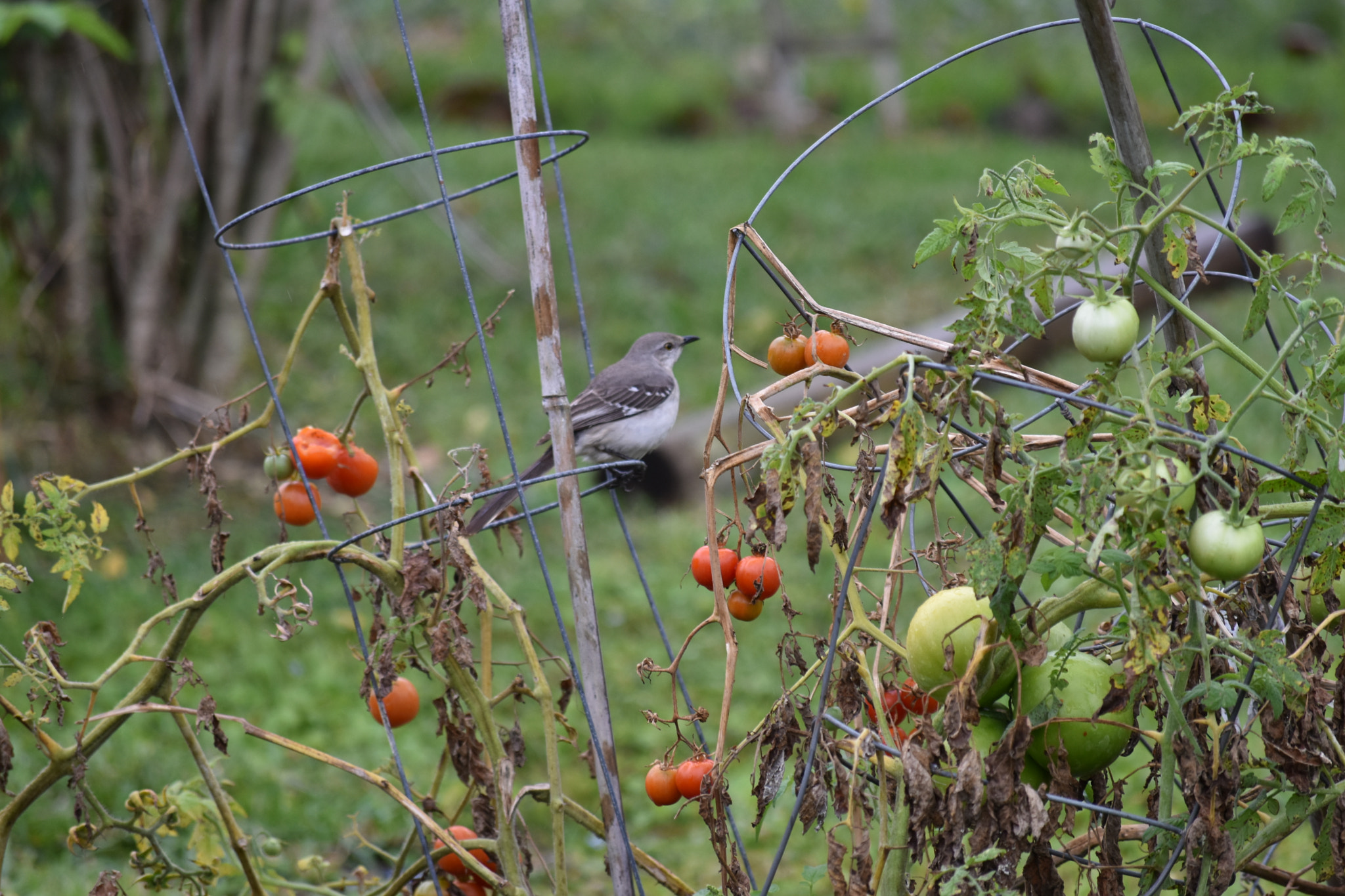 Nikon D3400 sample photo. Garden bird photography