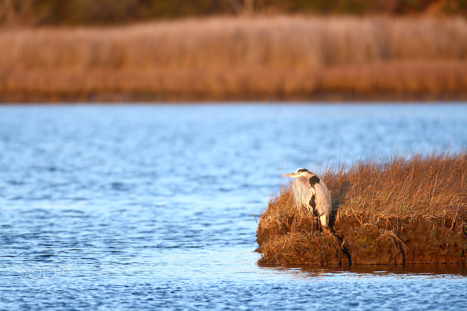 Canon EF 600mm F4L IS USM sample photo. Great blue heron resting at sunrise (3) photography