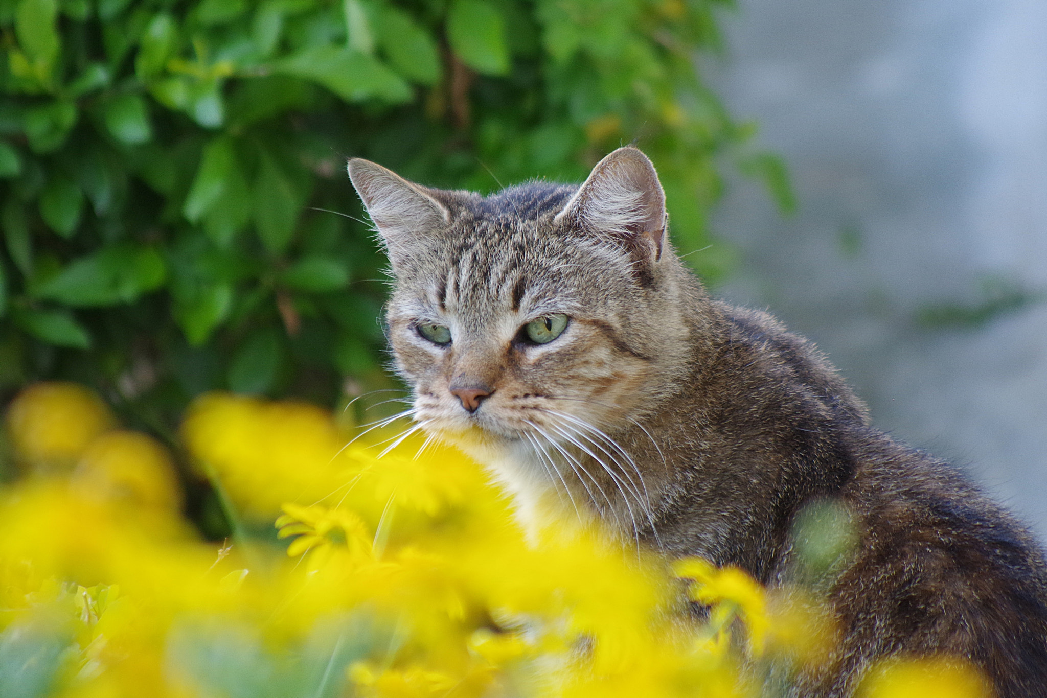 Pentax K-S2 sample photo. En el jardin photography