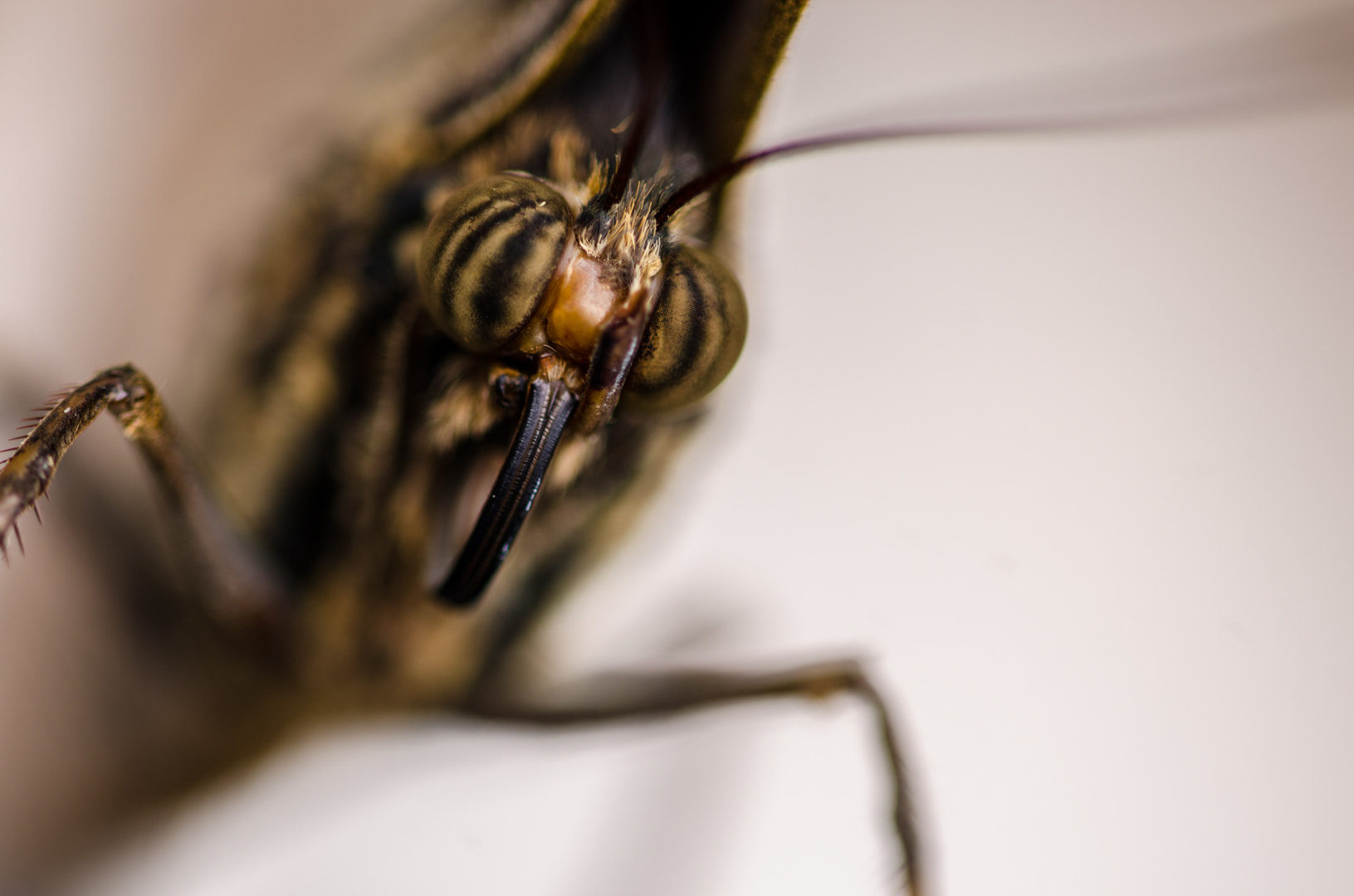 Sigma 105mm F2.8 EX DG OS HSM sample photo. The real butterfly photography