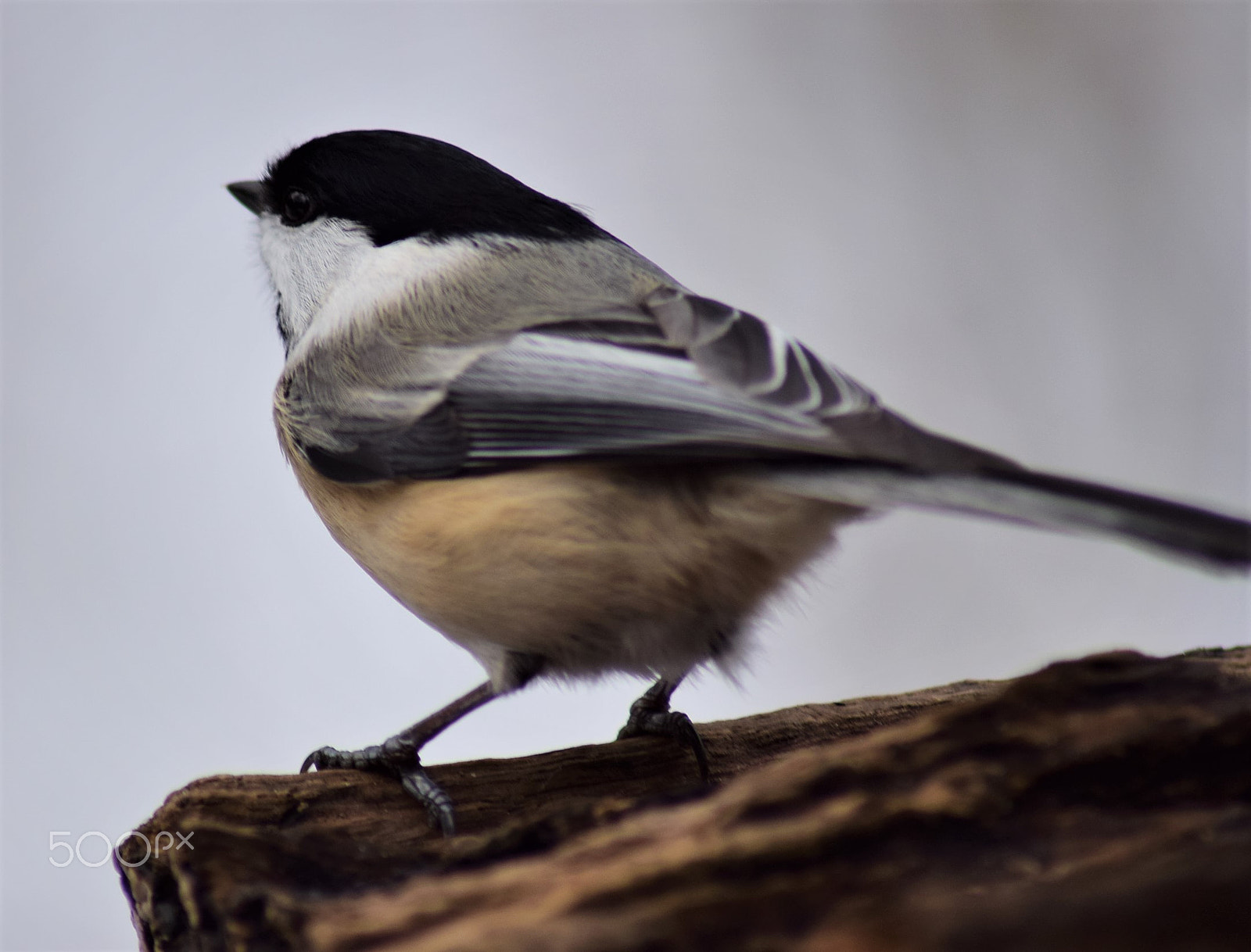 Nikon D3300 + Tamron AF 70-300mm F4-5.6 Di LD Macro sample photo. Black capped chickadee portrait side view photography
