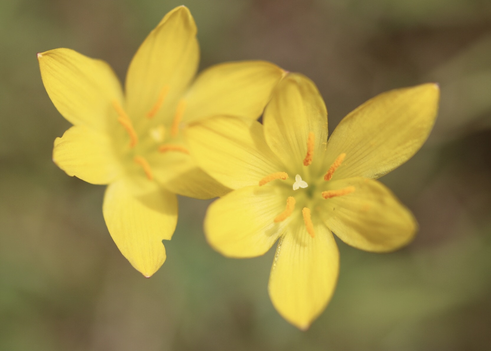 Canon EF 100mm F2.8L Macro IS USM sample photo. Floating twisties photography