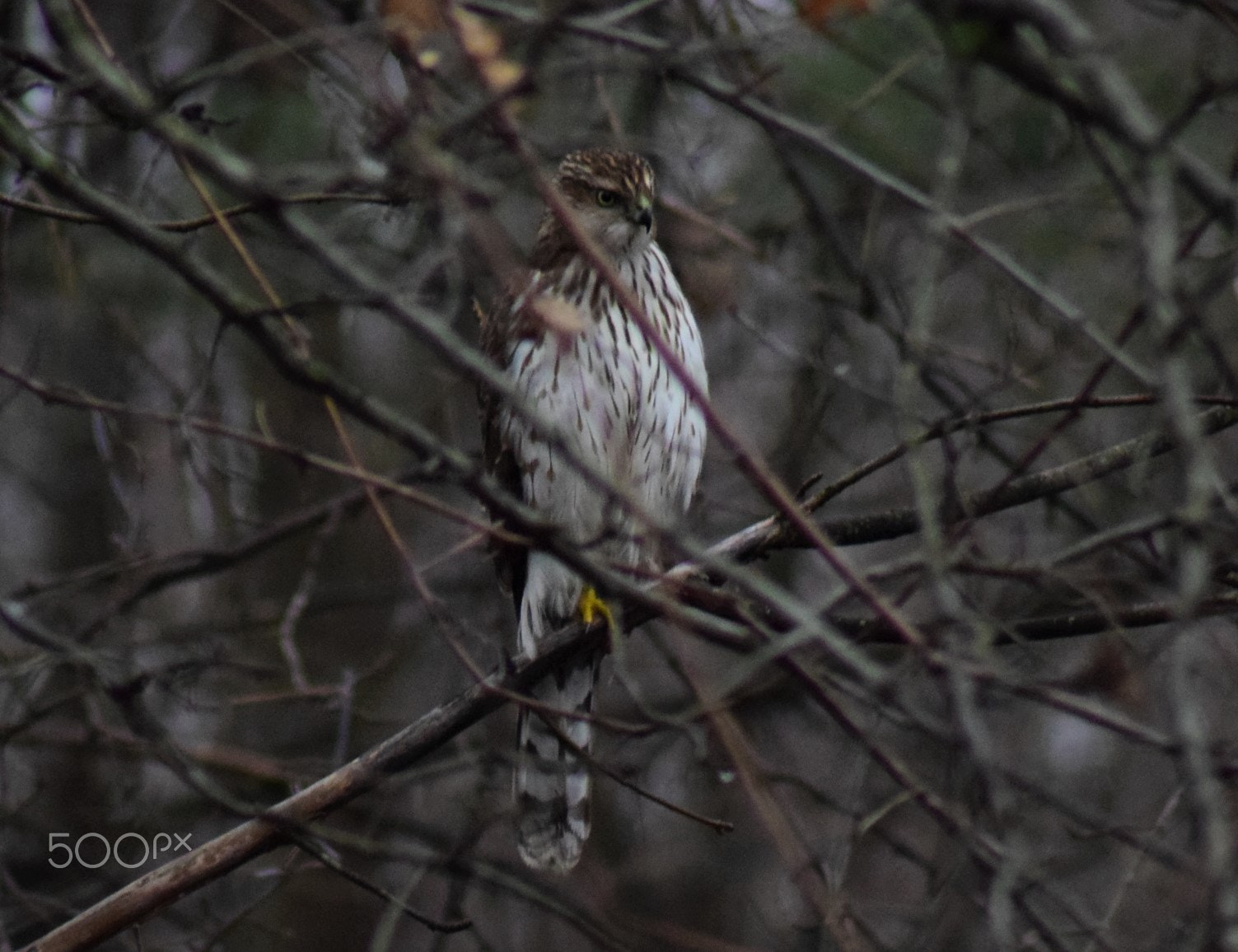 Tamron AF 70-300mm F4-5.6 Di LD Macro sample photo. Coopers hawk perched on branch portrait photography