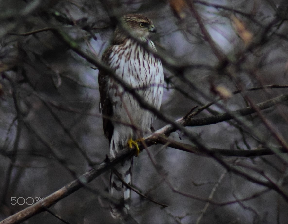 Tamron AF 70-300mm F4-5.6 Di LD Macro sample photo. Coopers hawk side portrait photography