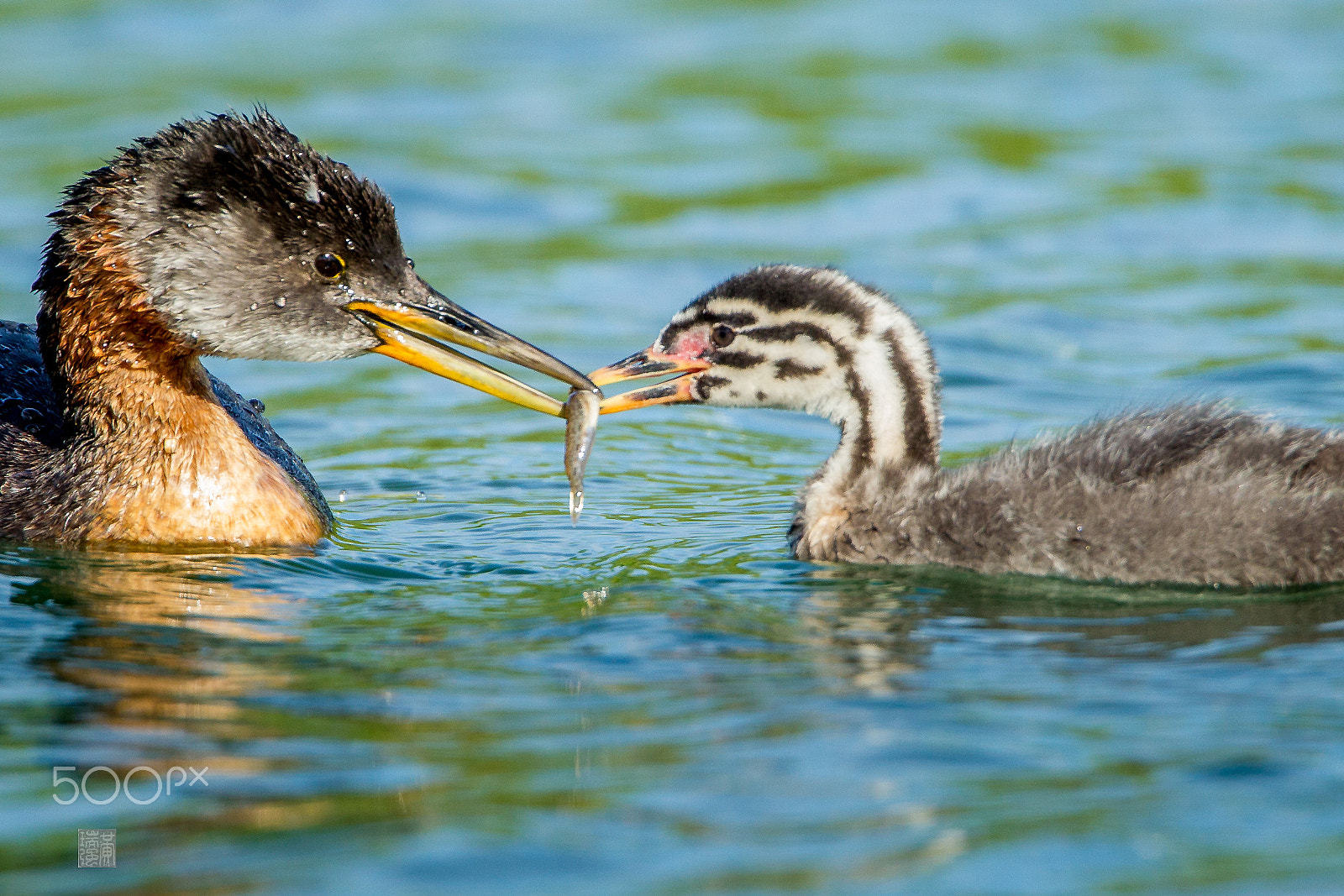 Canon EF 500mm F4L IS USM sample photo. Grebe feeding the baby photography