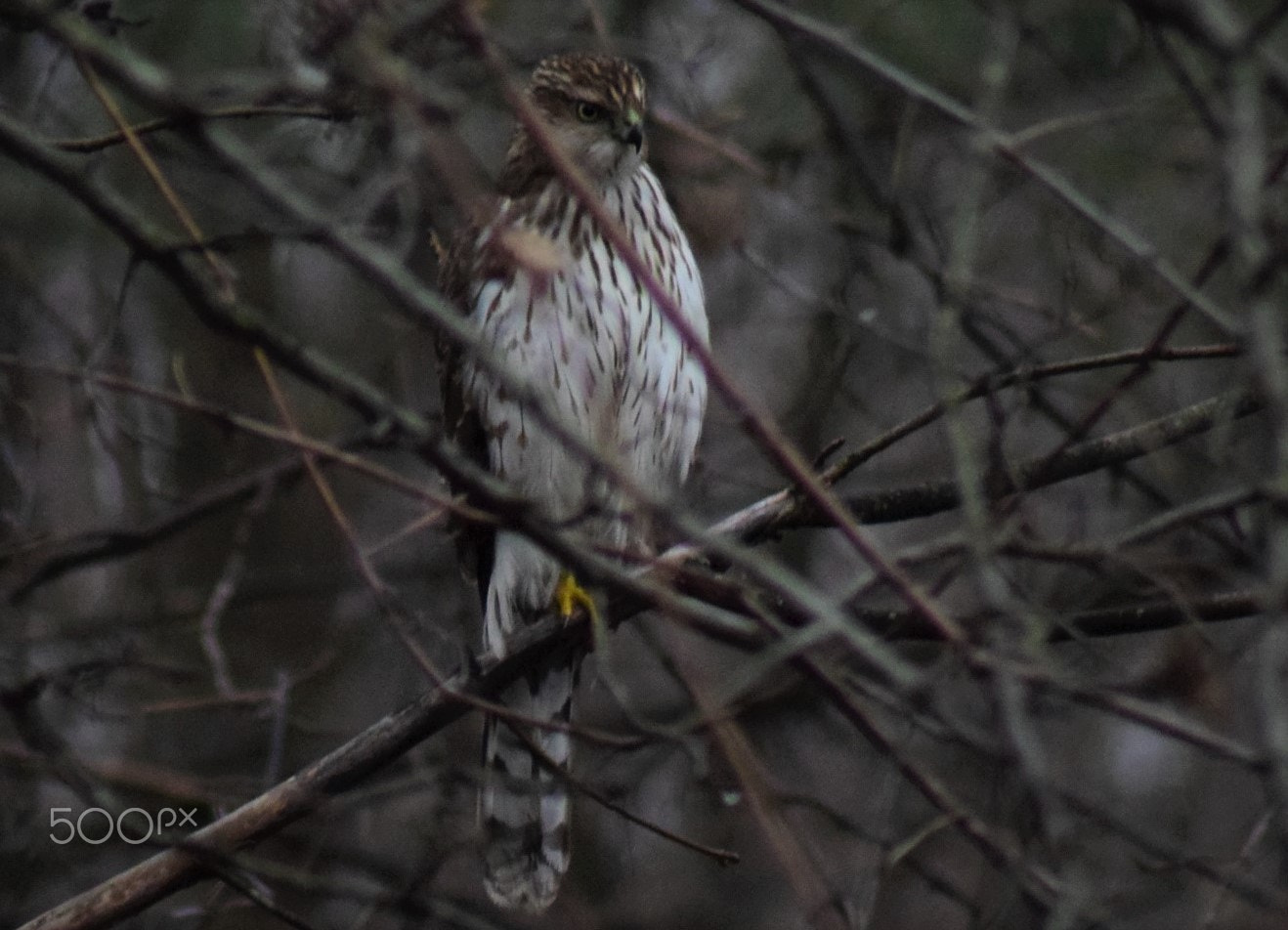 Tamron AF 70-300mm F4-5.6 Di LD Macro sample photo. Coopers hawk perched on branch looking sideways photography