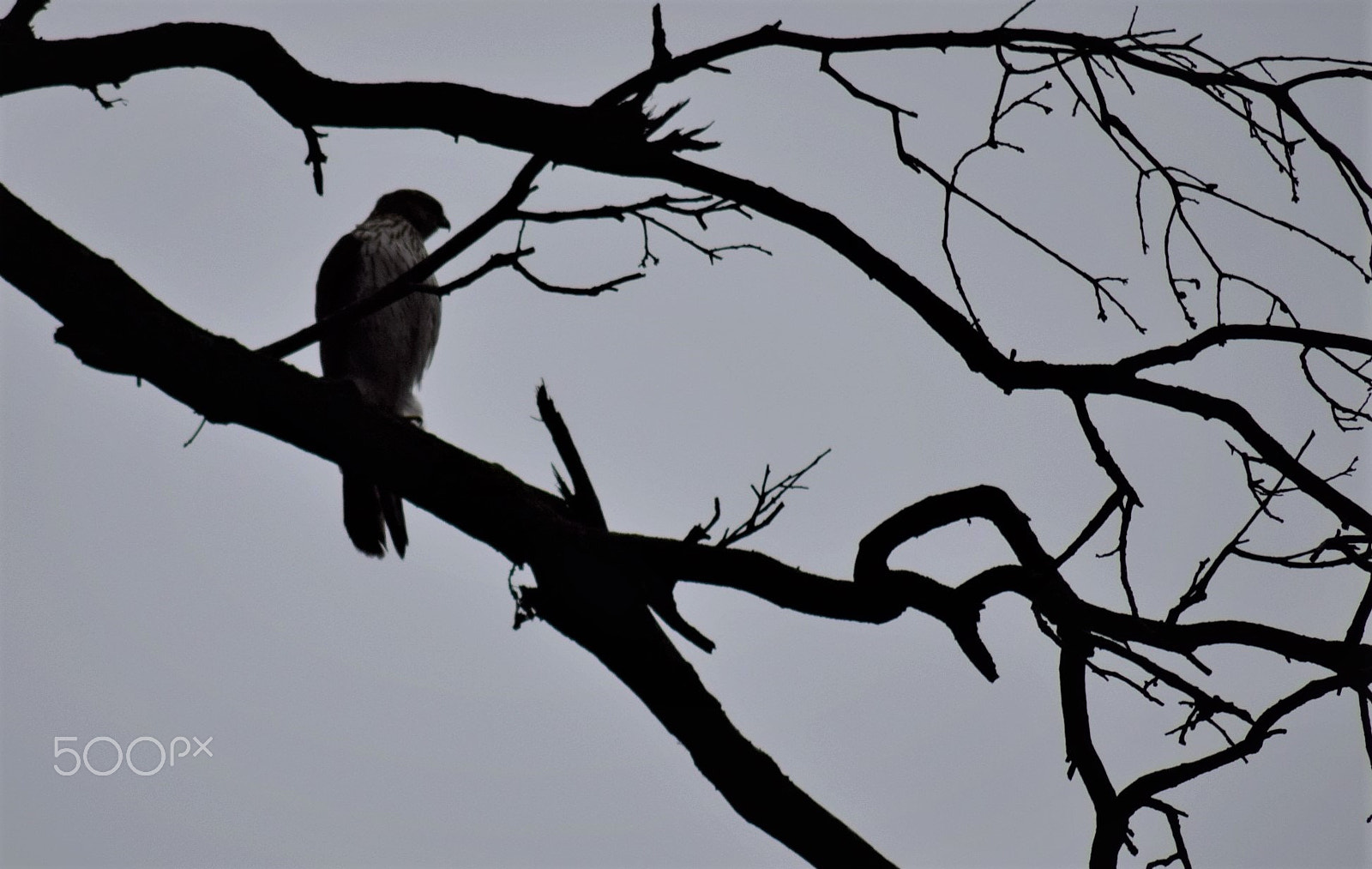 Tamron AF 70-300mm F4-5.6 Di LD Macro sample photo. Coopers hawk in tree dusk shot photography