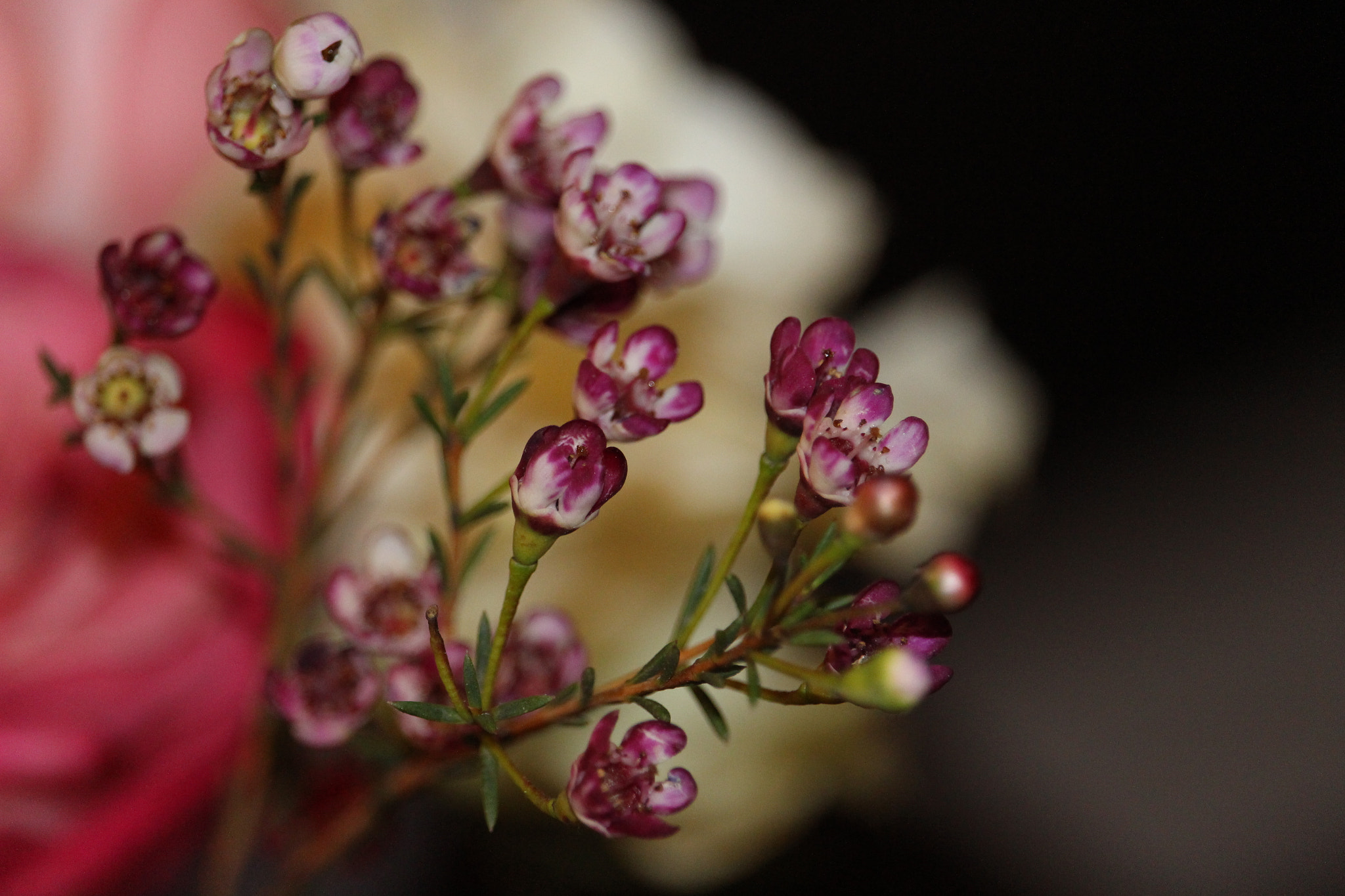 Canon EF-S 55-250mm F4-5.6 IS STM sample photo. 774.jpg photography