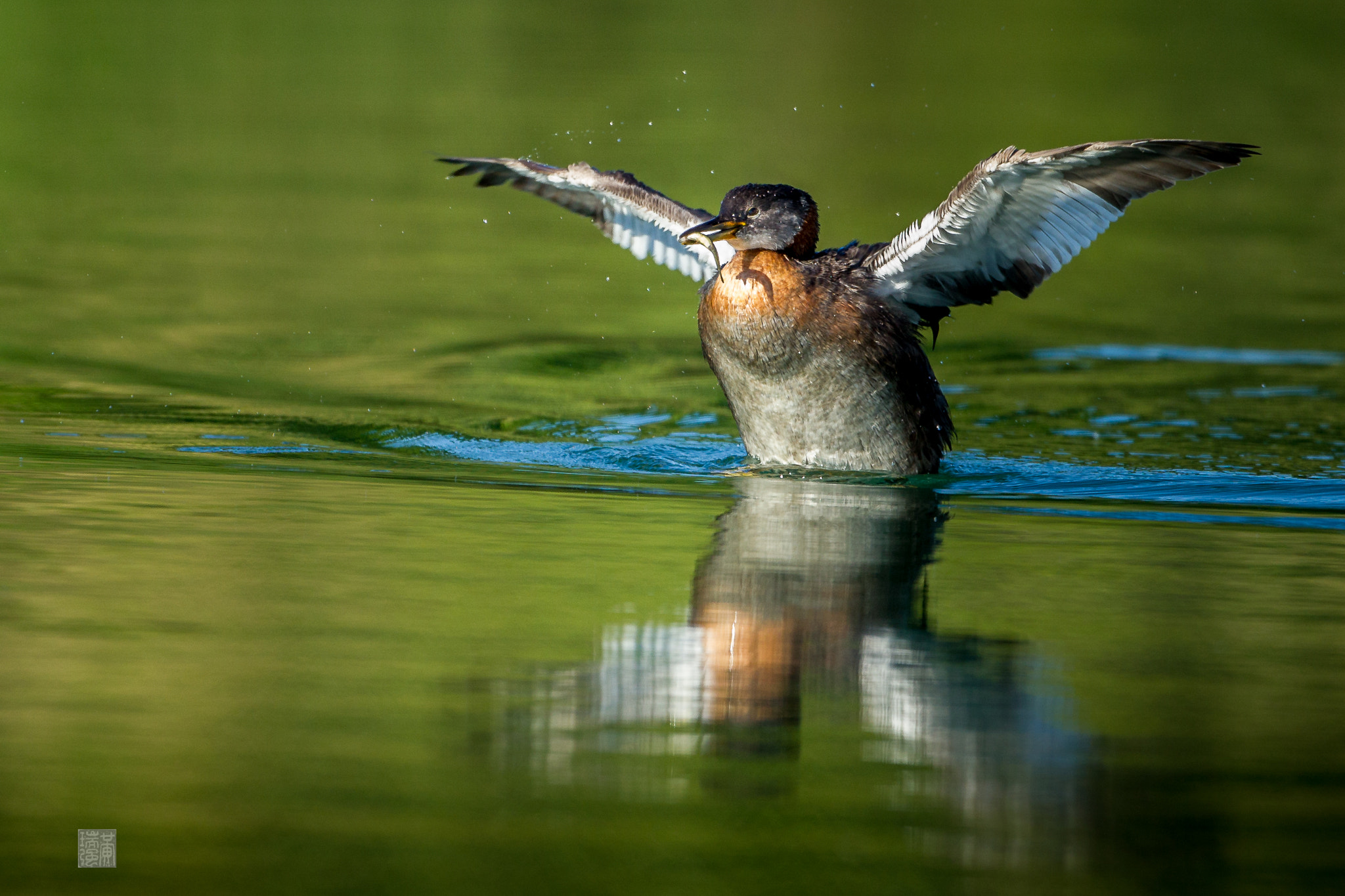 Canon EOS-1D Mark IV + Canon EF 500mm F4L IS USM sample photo. Grebe caught a fish photography