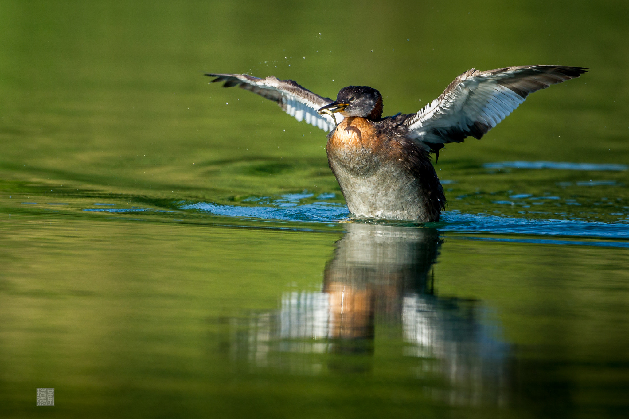 Canon EF 500mm F4L IS USM sample photo. Grebe caught a fish photography