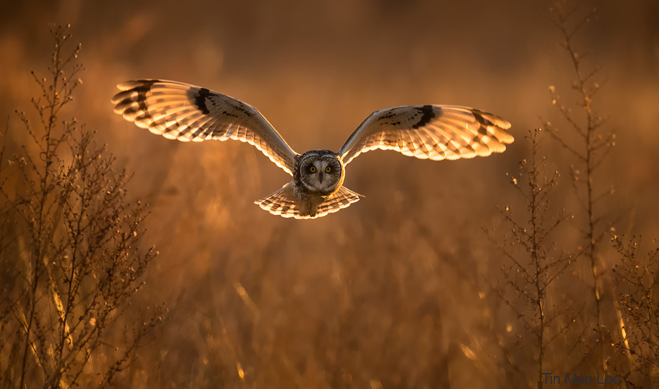 Canon EOS-1D X Mark II sample photo. Short-eared owl backlit photography