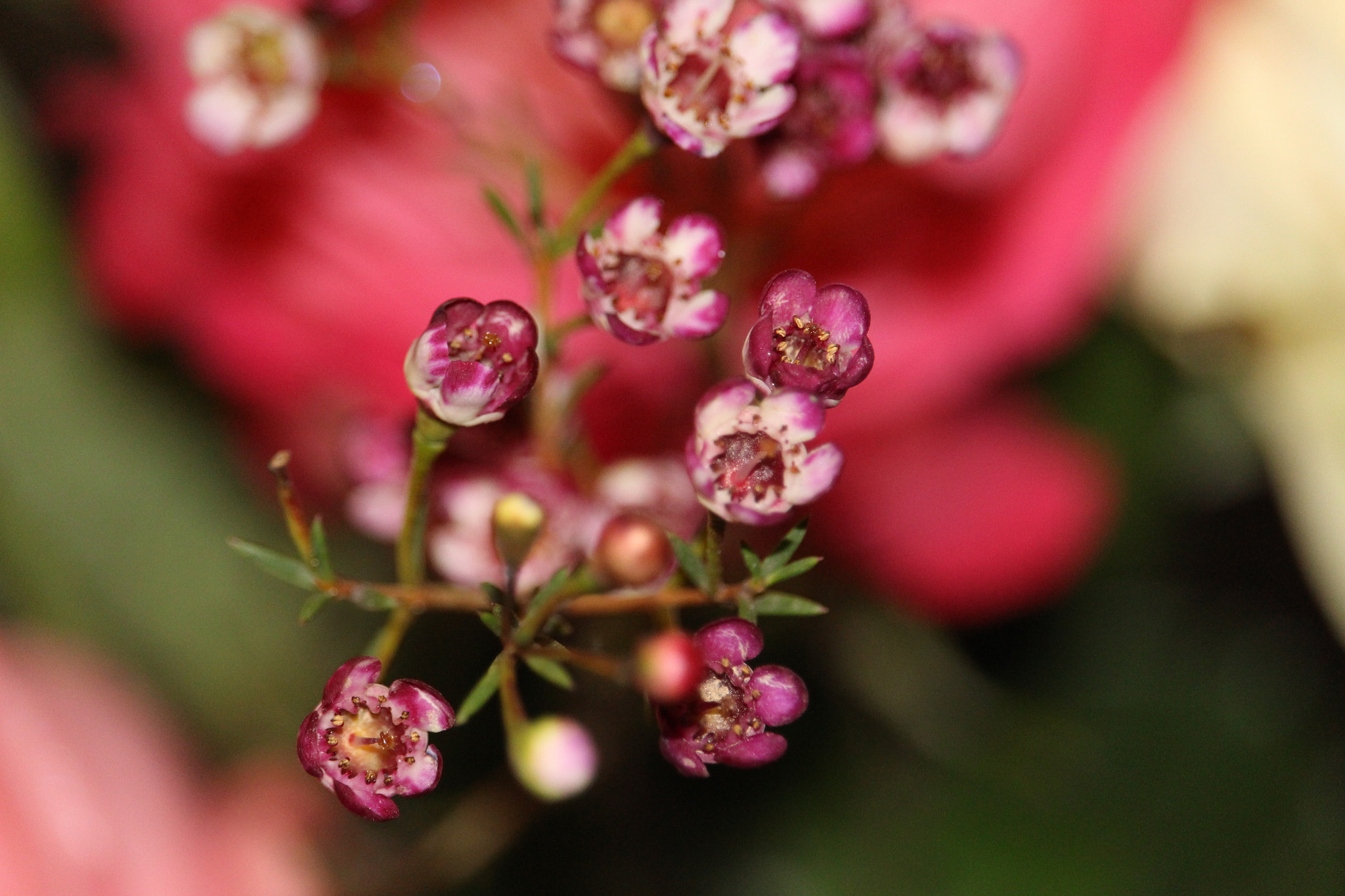 Canon EF-S 55-250mm F4-5.6 IS STM sample photo. 778.jpg photography
