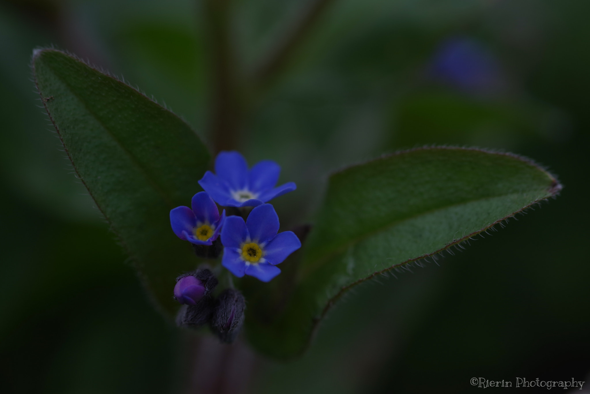 Pentax K-1 sample photo. Alkanet photography